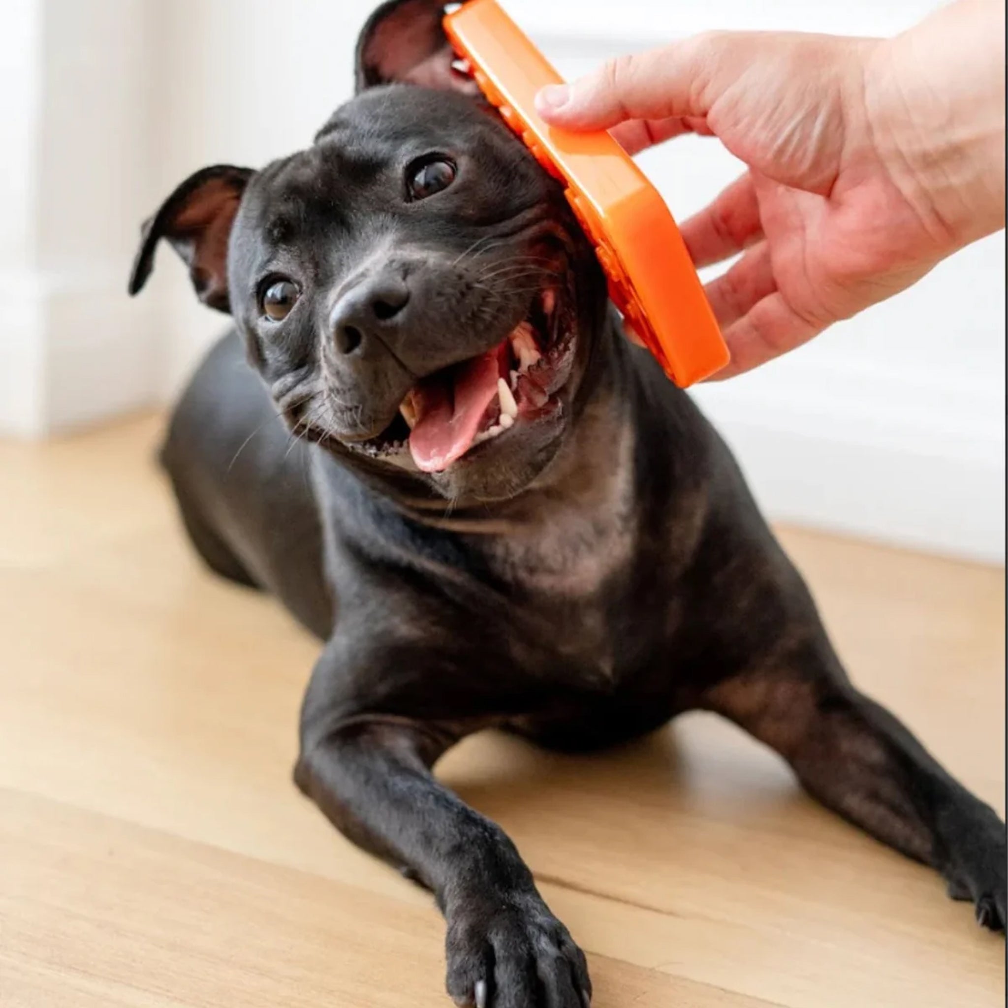 Happy Staffy Chewzilla ibone
