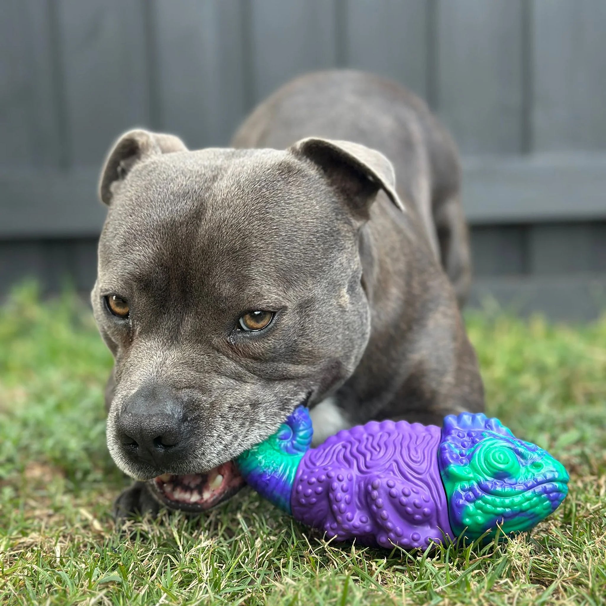 Happy Staffy Camo The Chameleon