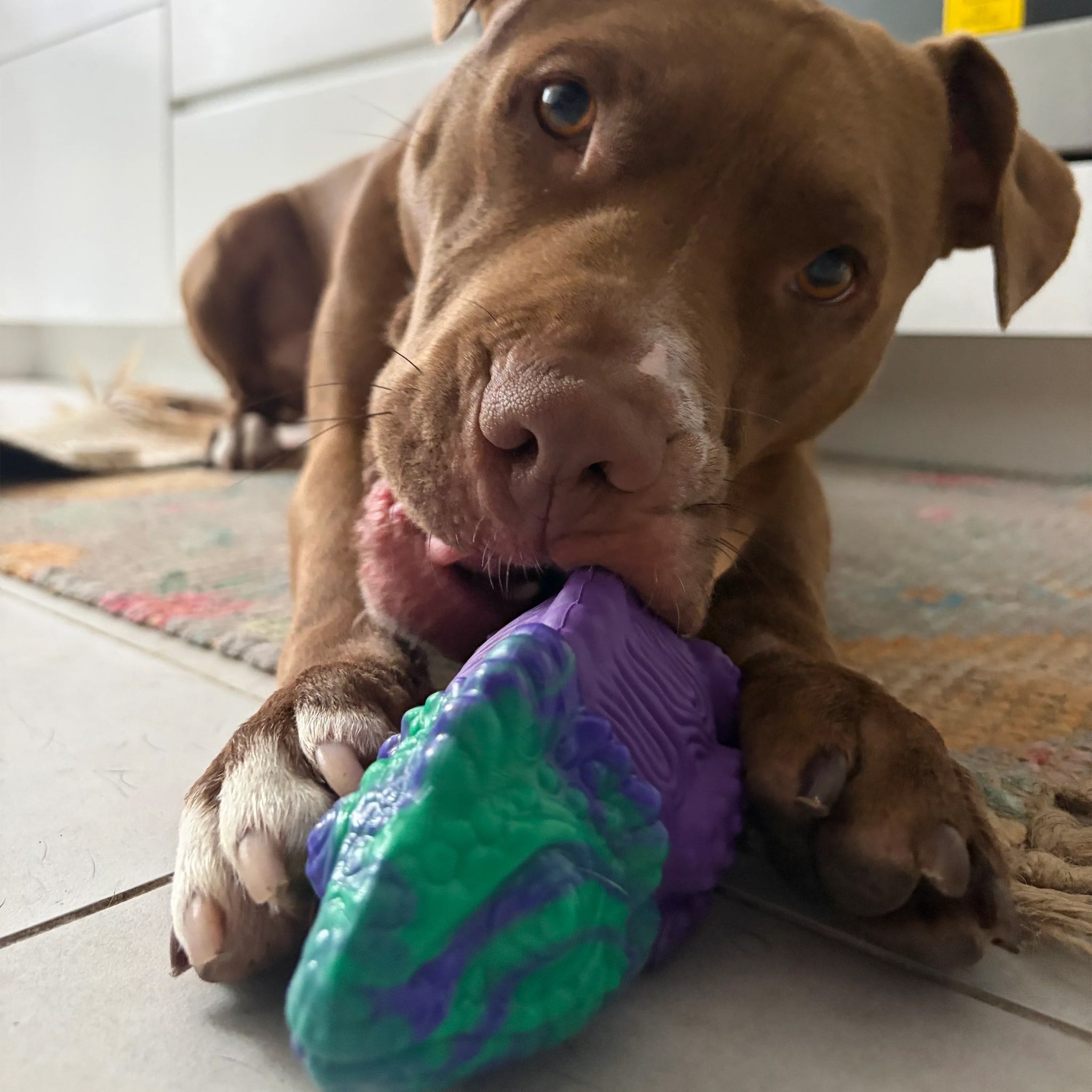 Happy Staffy Camo The Chameleon