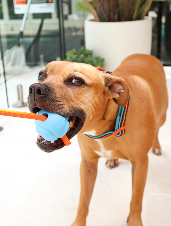 DOOG Fetchables Fetch A Tug