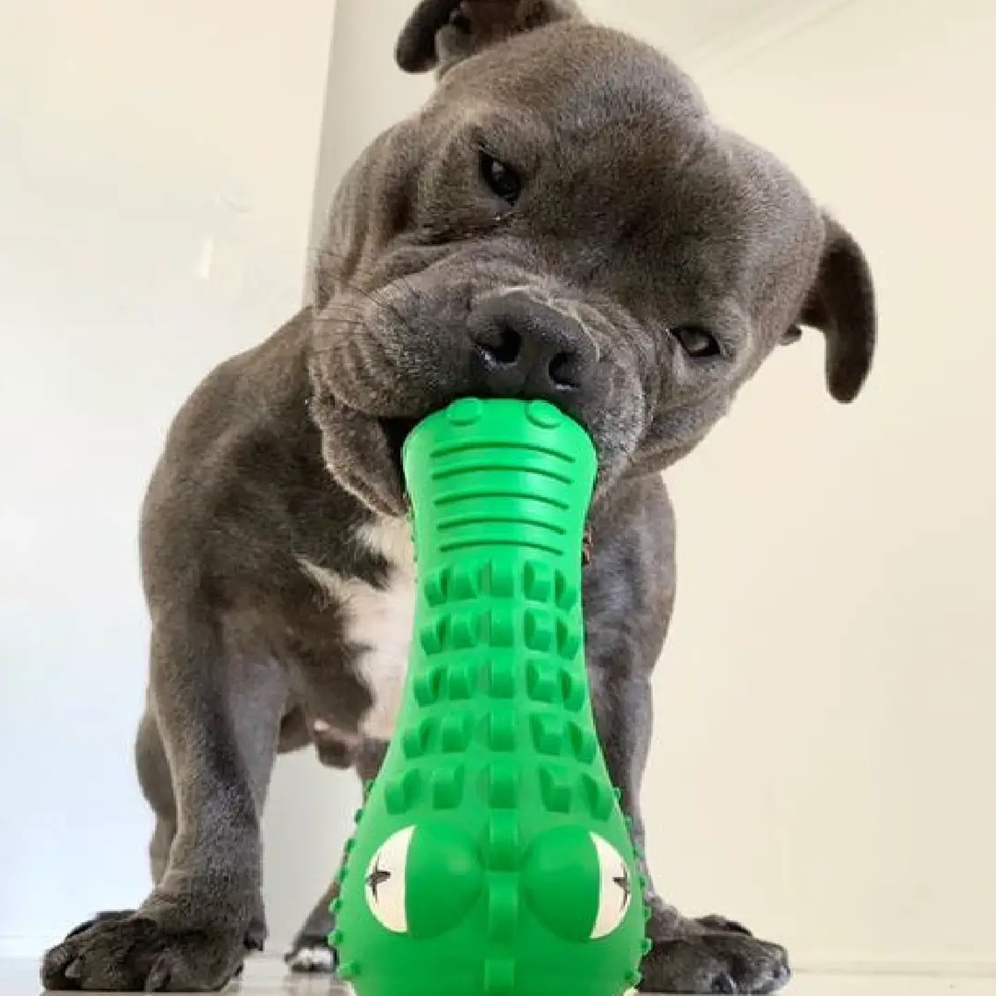 Happy Staffy Crocodile Dental Chew