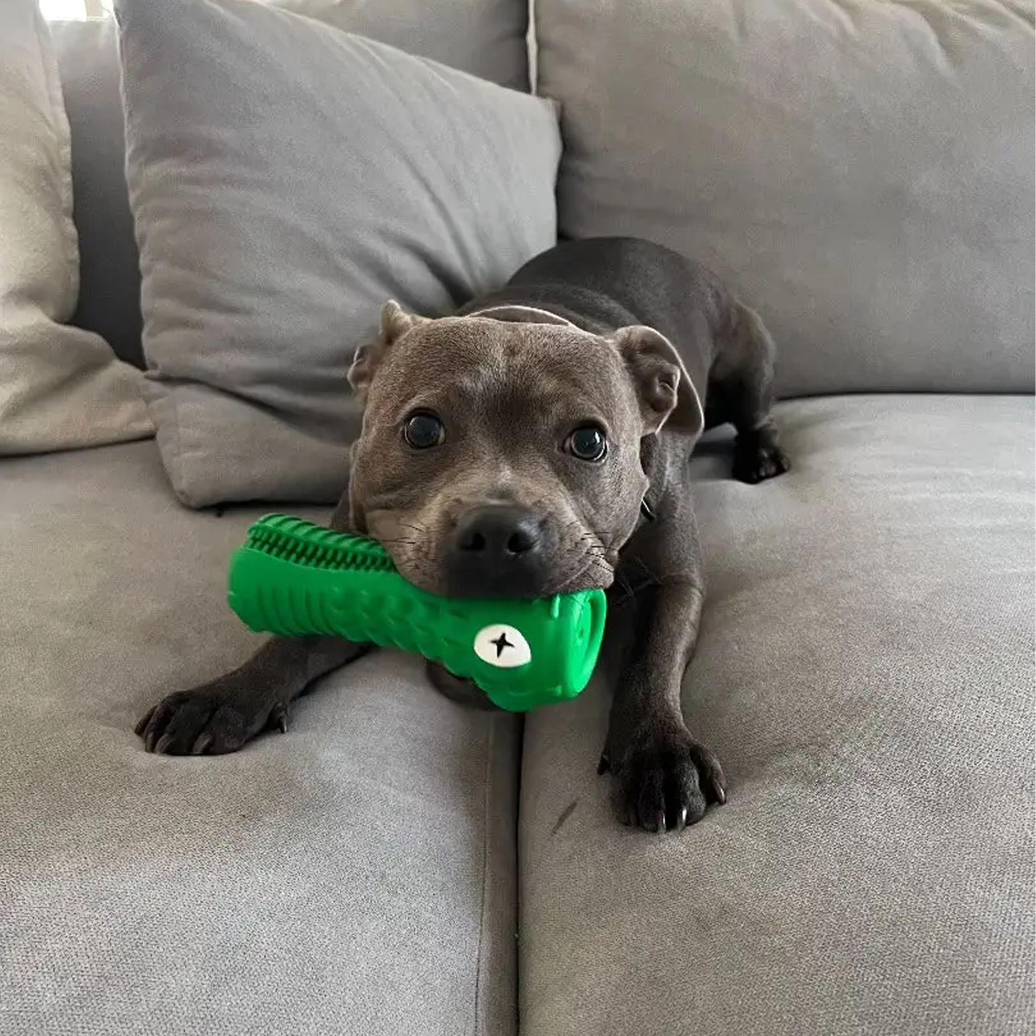 Happy Staffy Crocodile Dental Chew