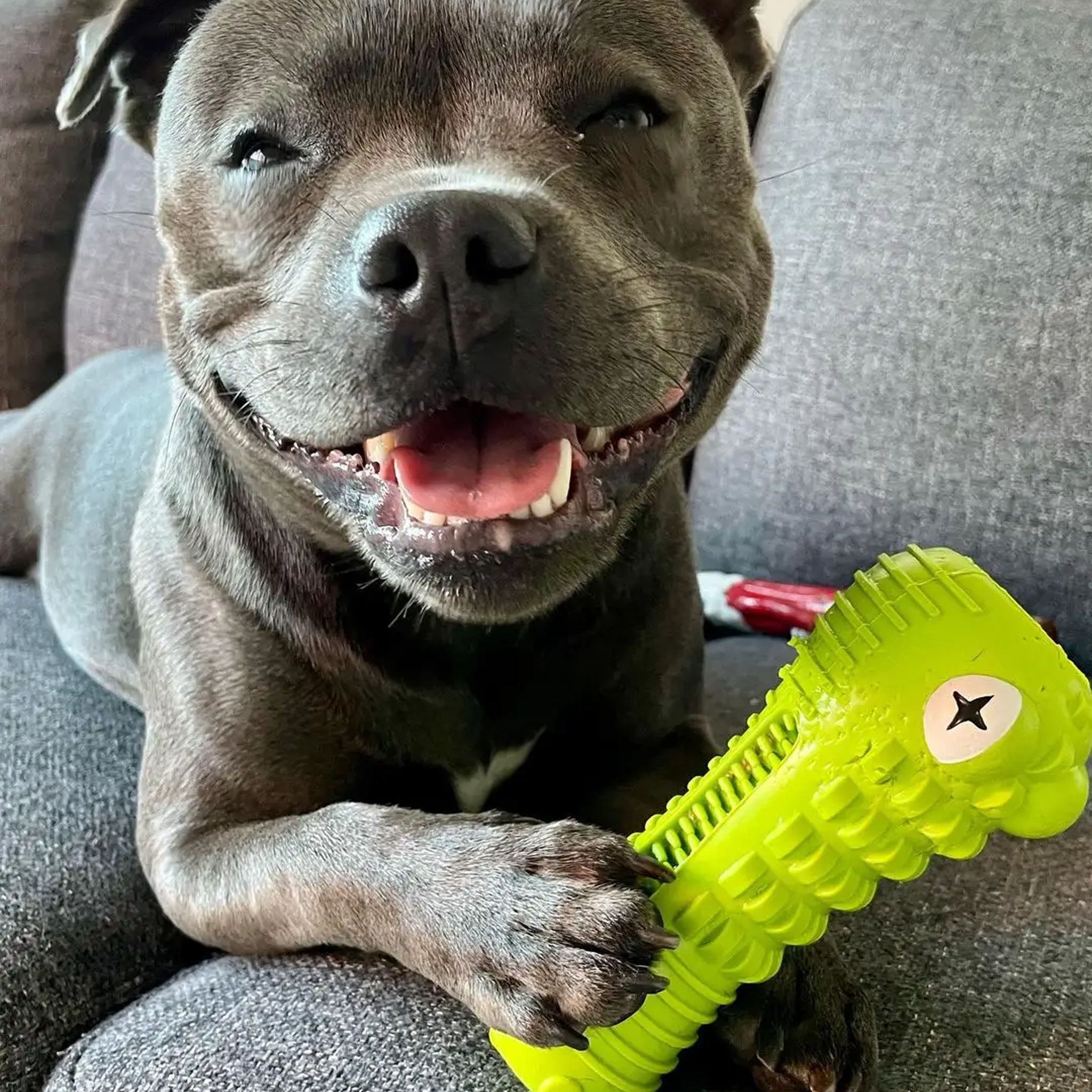 Happy Staffy Crocodile Dental Chew