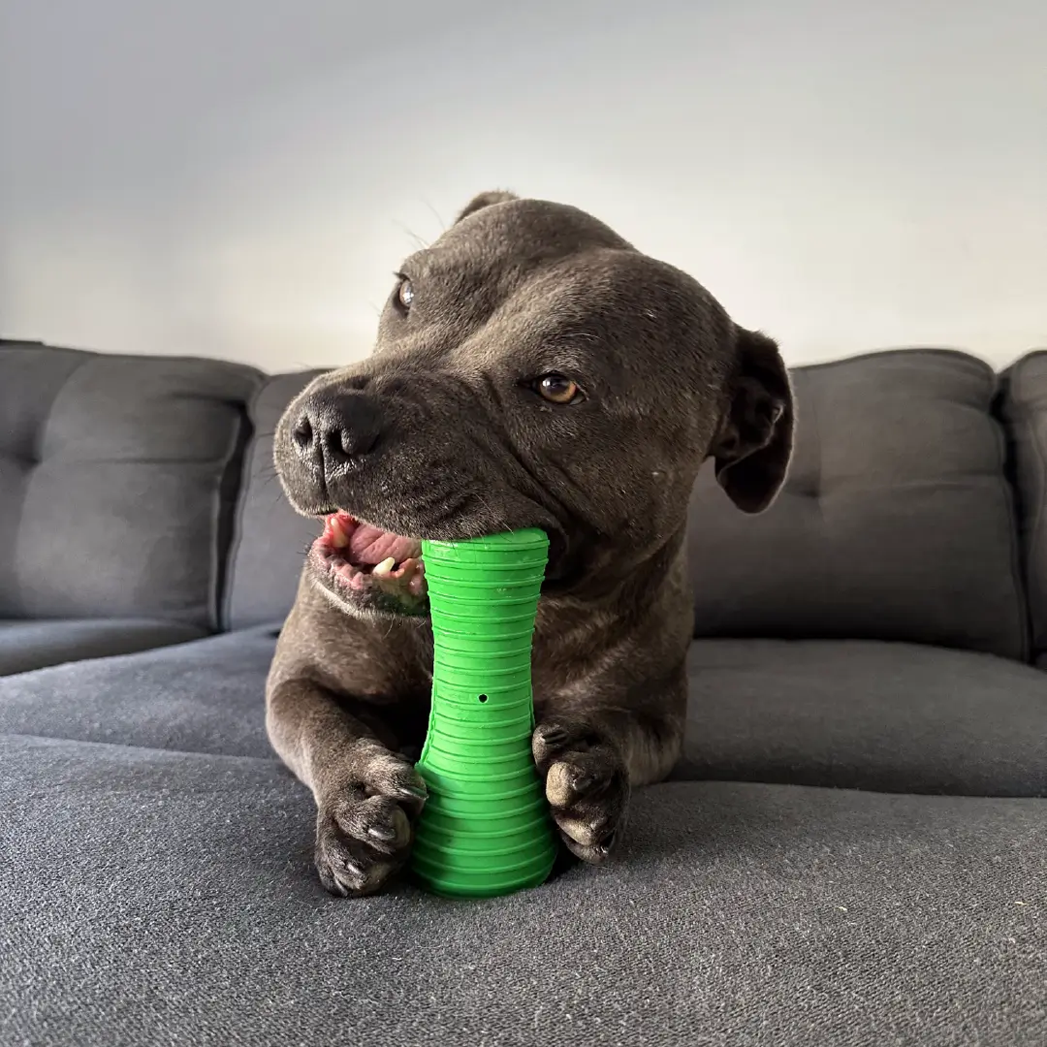 Happy Staffy Crocodile Dental Chew