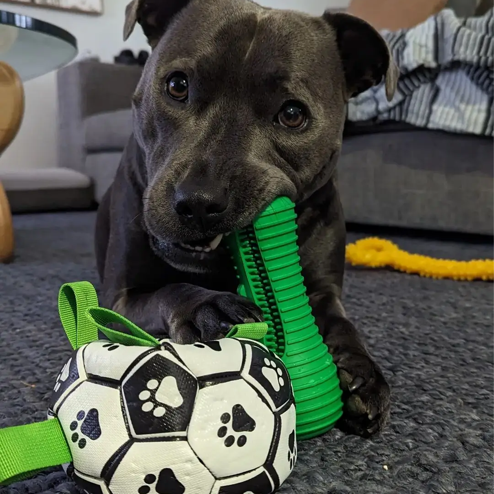 Happy Staffy Crocodile Dental Chew
