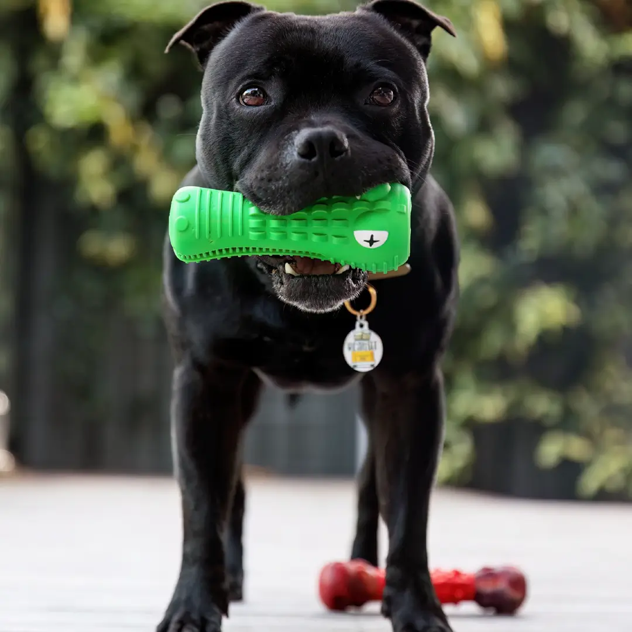 Happy Staffy Crocodile Dental Chew