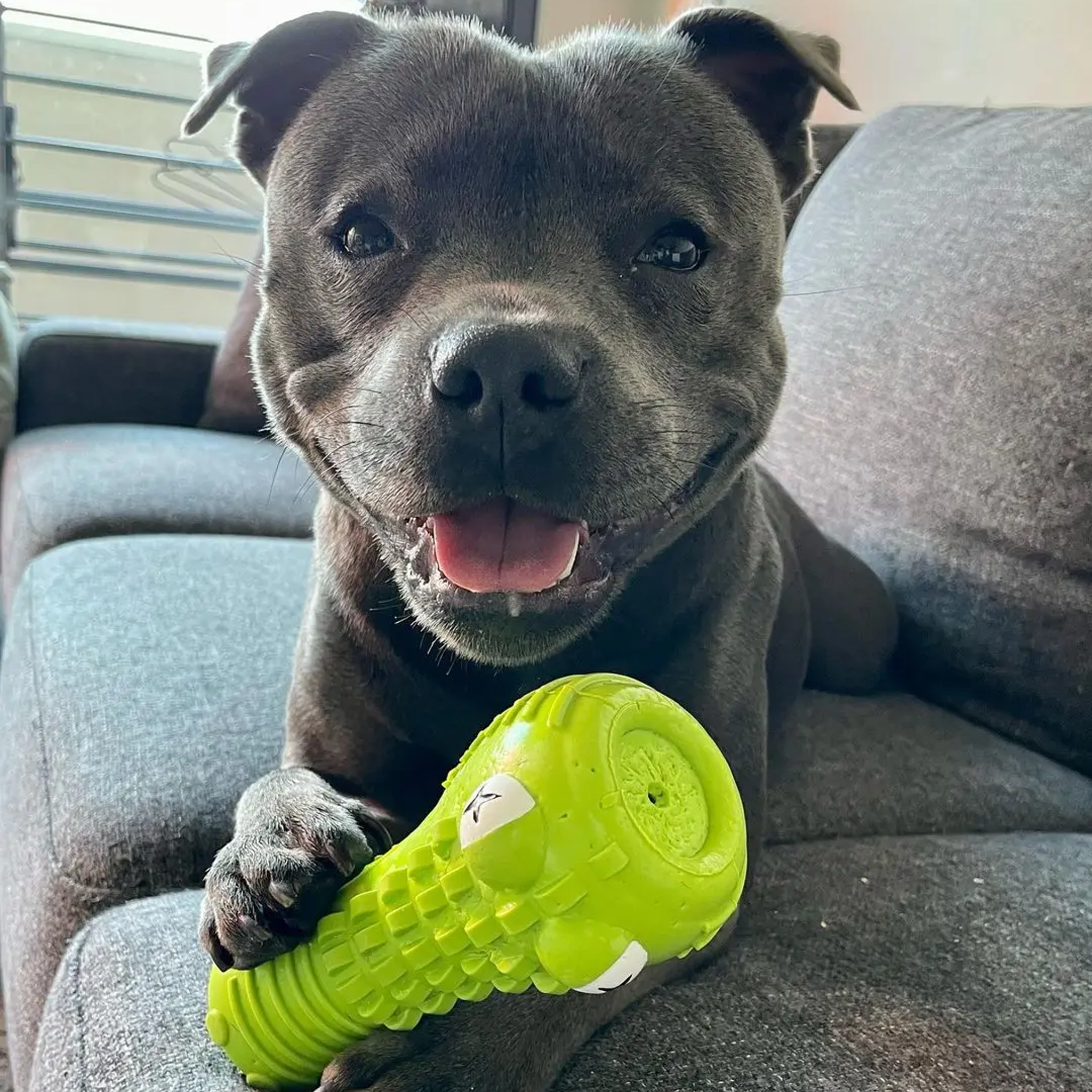 Happy Staffy Crocodile Dental Chew