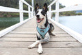 DOOG Neoflex Dog Harness