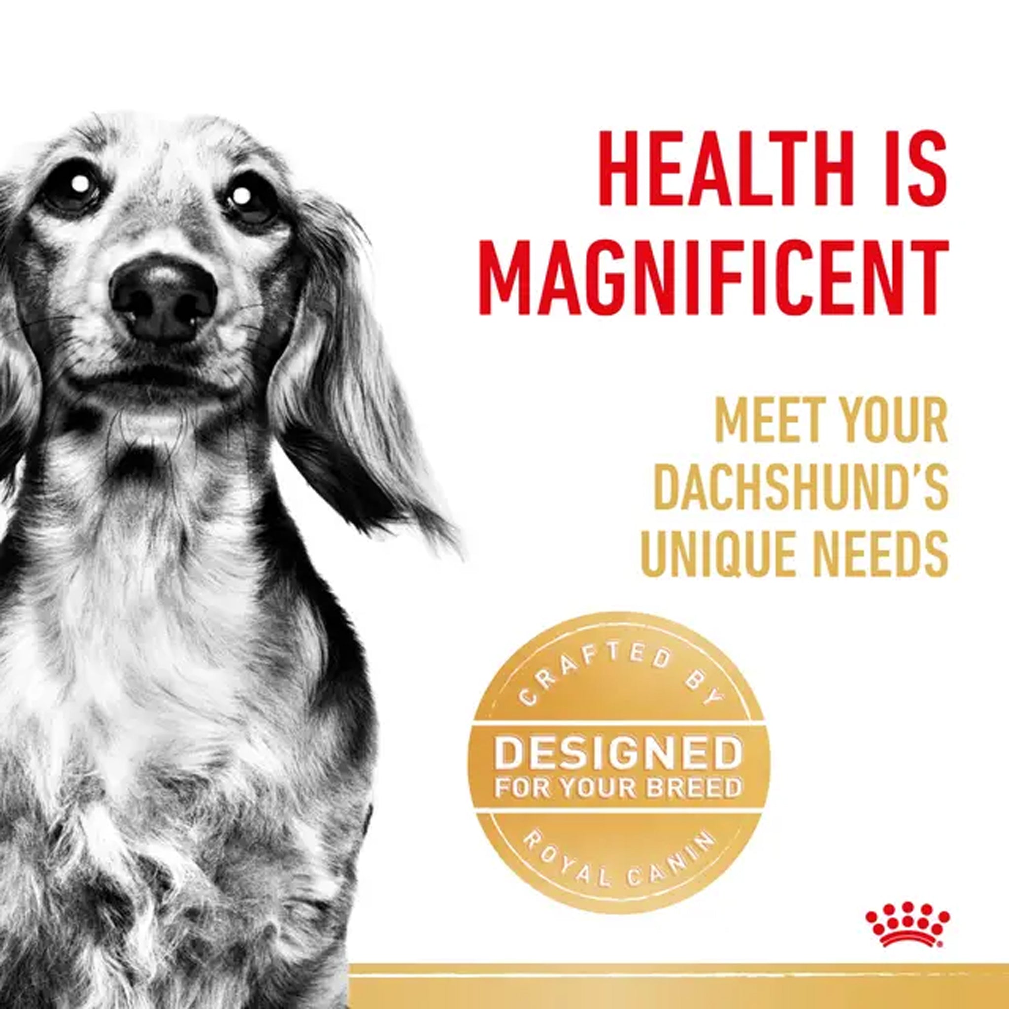 Royal Canin Dog Dachshund