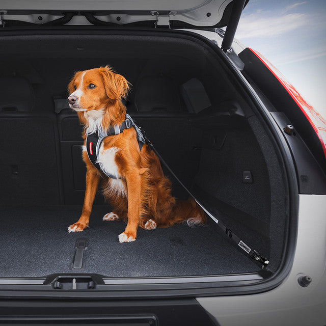 EzyDog ISOFIX Click Seat Belt - Standard (43 - 65cm)
