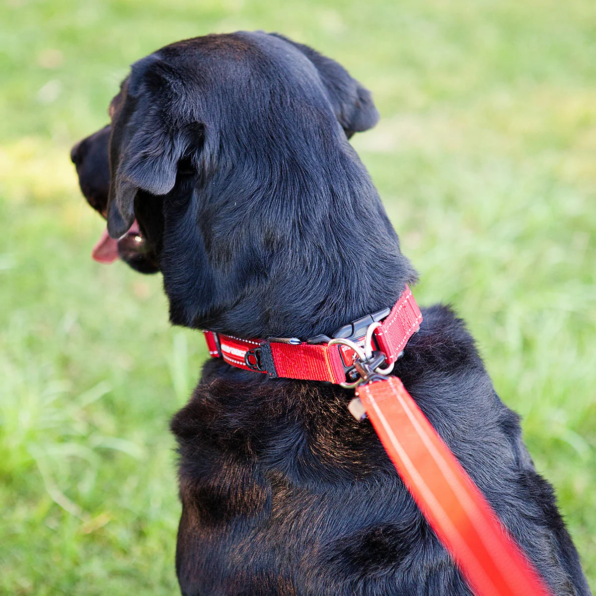 EzyDog Double Up Dog Collar