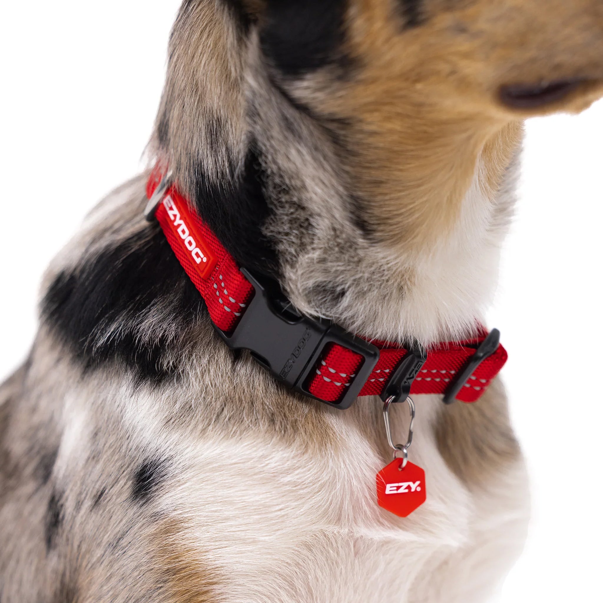 EzyDog Essential Adjustable Dog Collar
