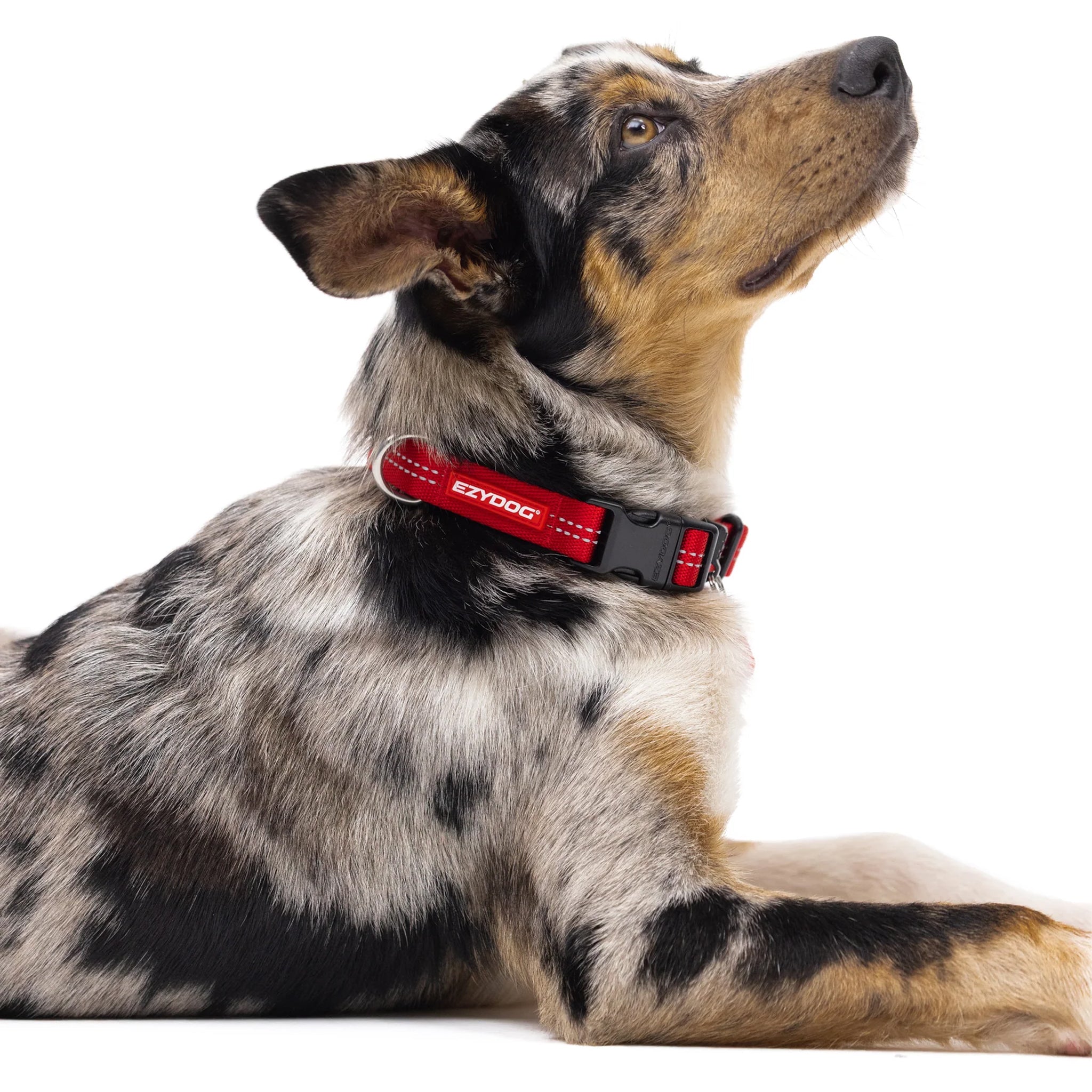 EzyDog Essential Adjustable Dog Collar
