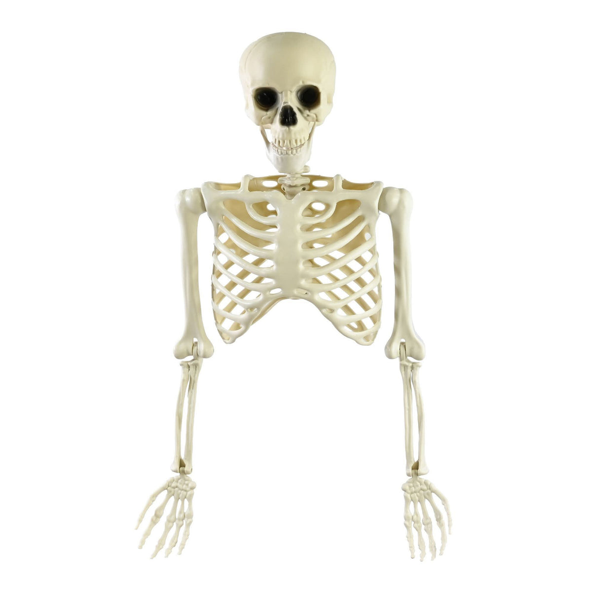 An anatomical human skeleton model displayed against a solid white background.