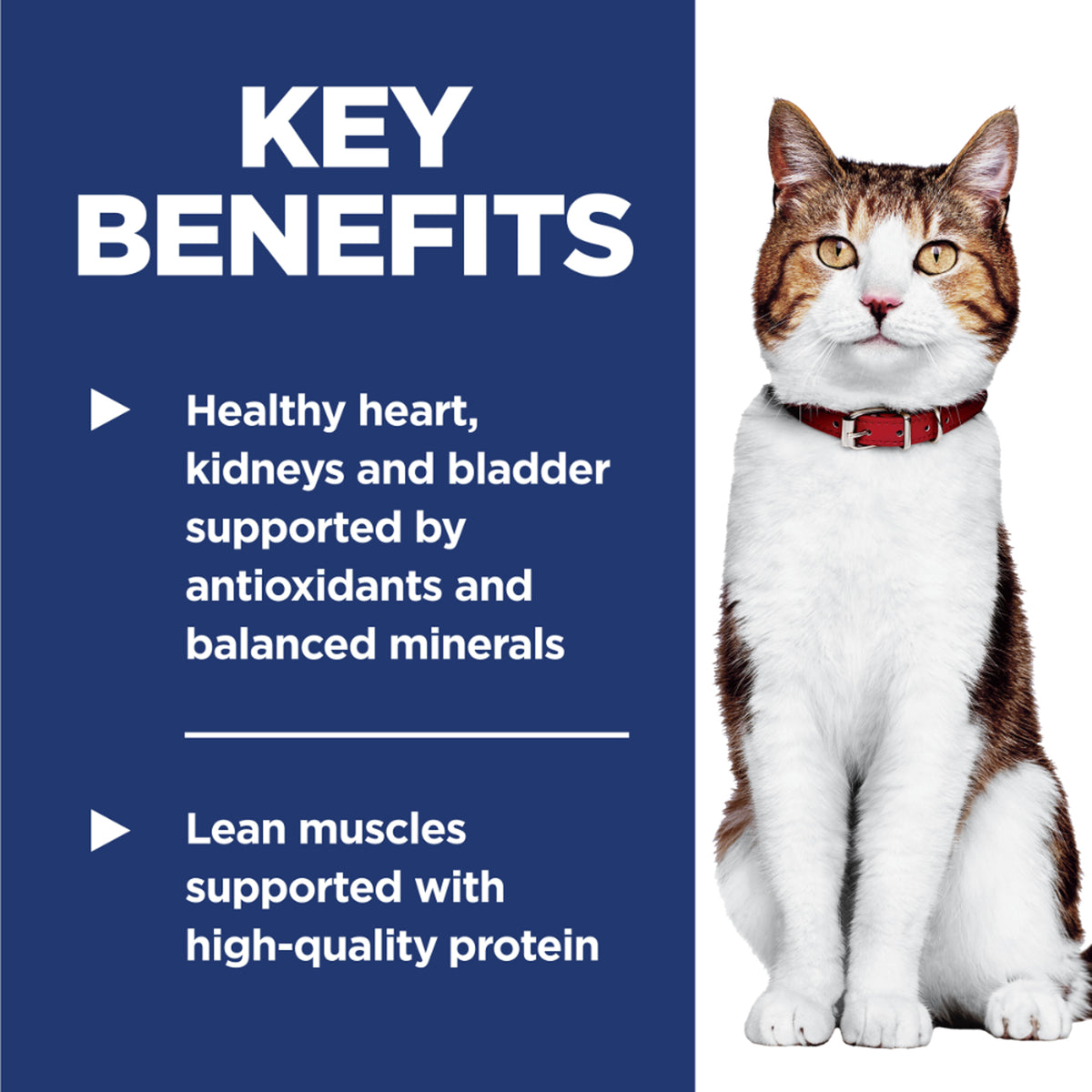 Hill’s Science Diet Cat Adult 7+ Dry Food