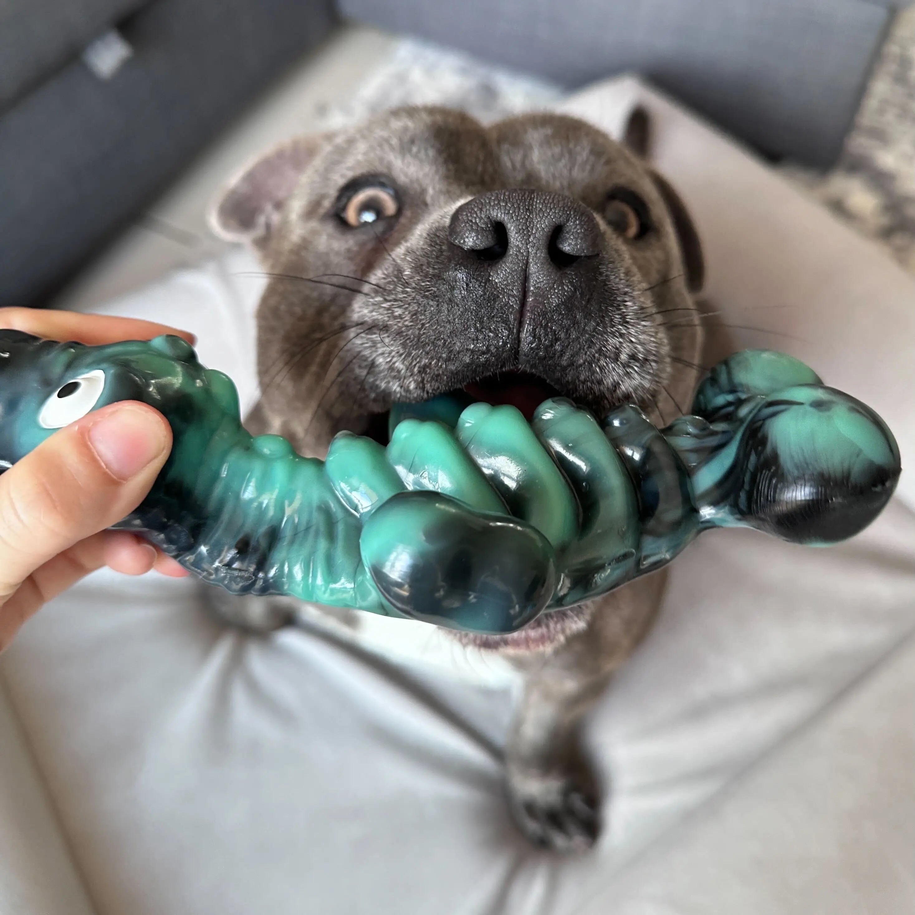 Happy Staffy Chewzilla Sea Chomper