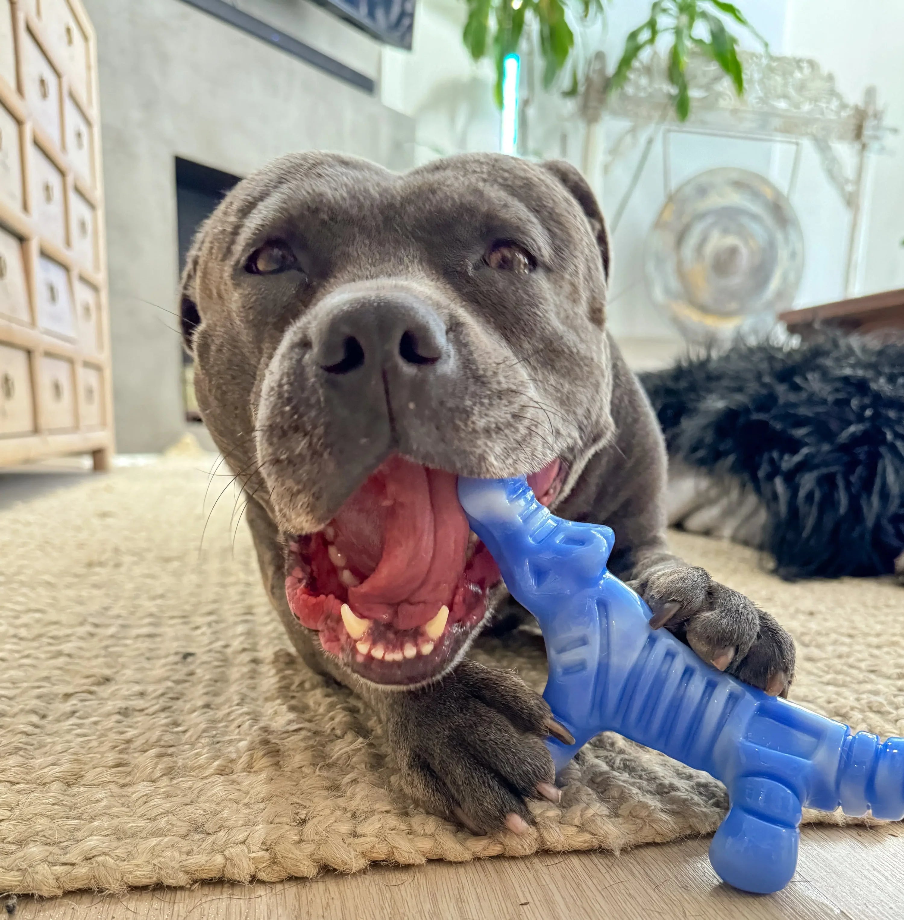 Happy Staffy Chewzilla Gator