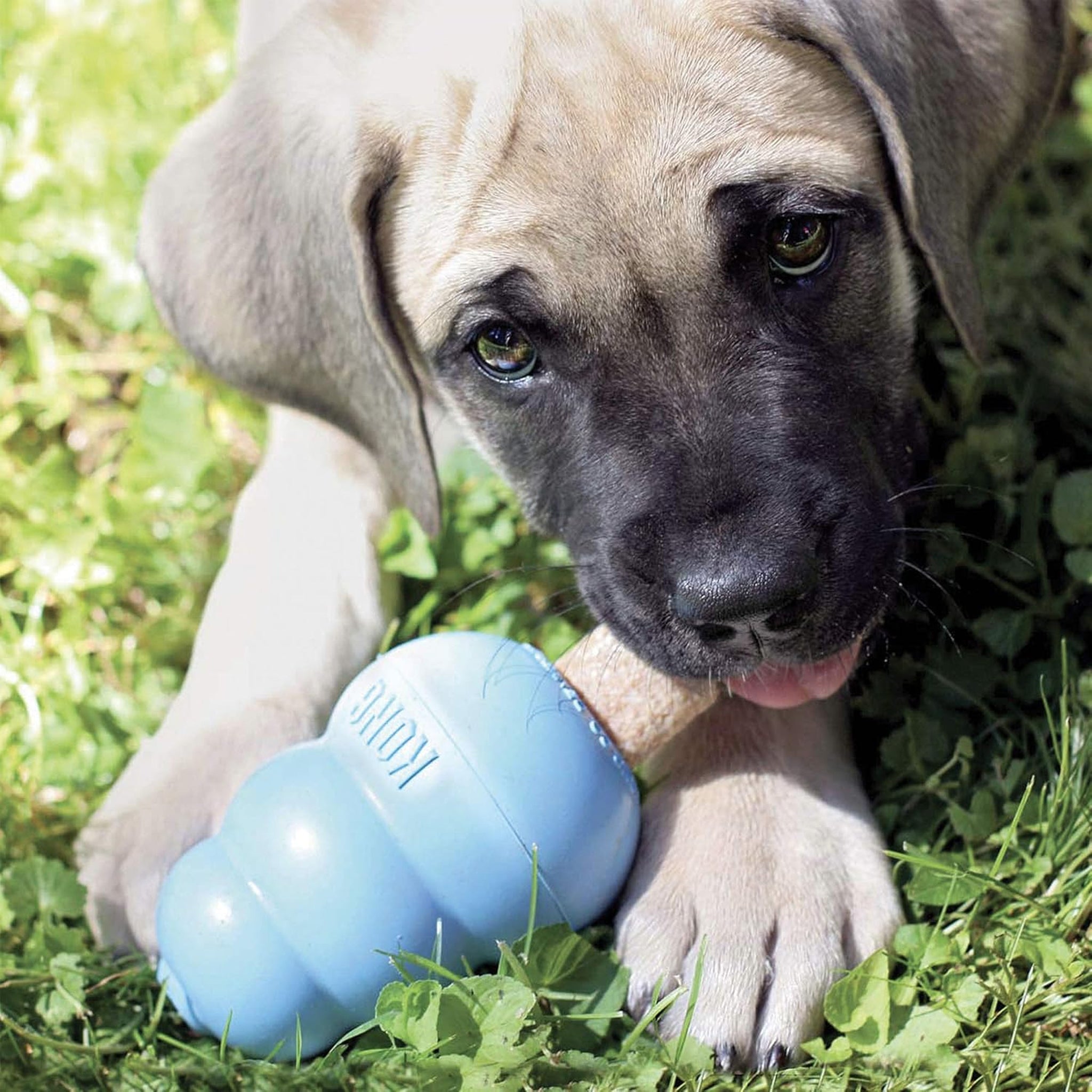 KONG Dog Ziggies Enhanced Dental Treats