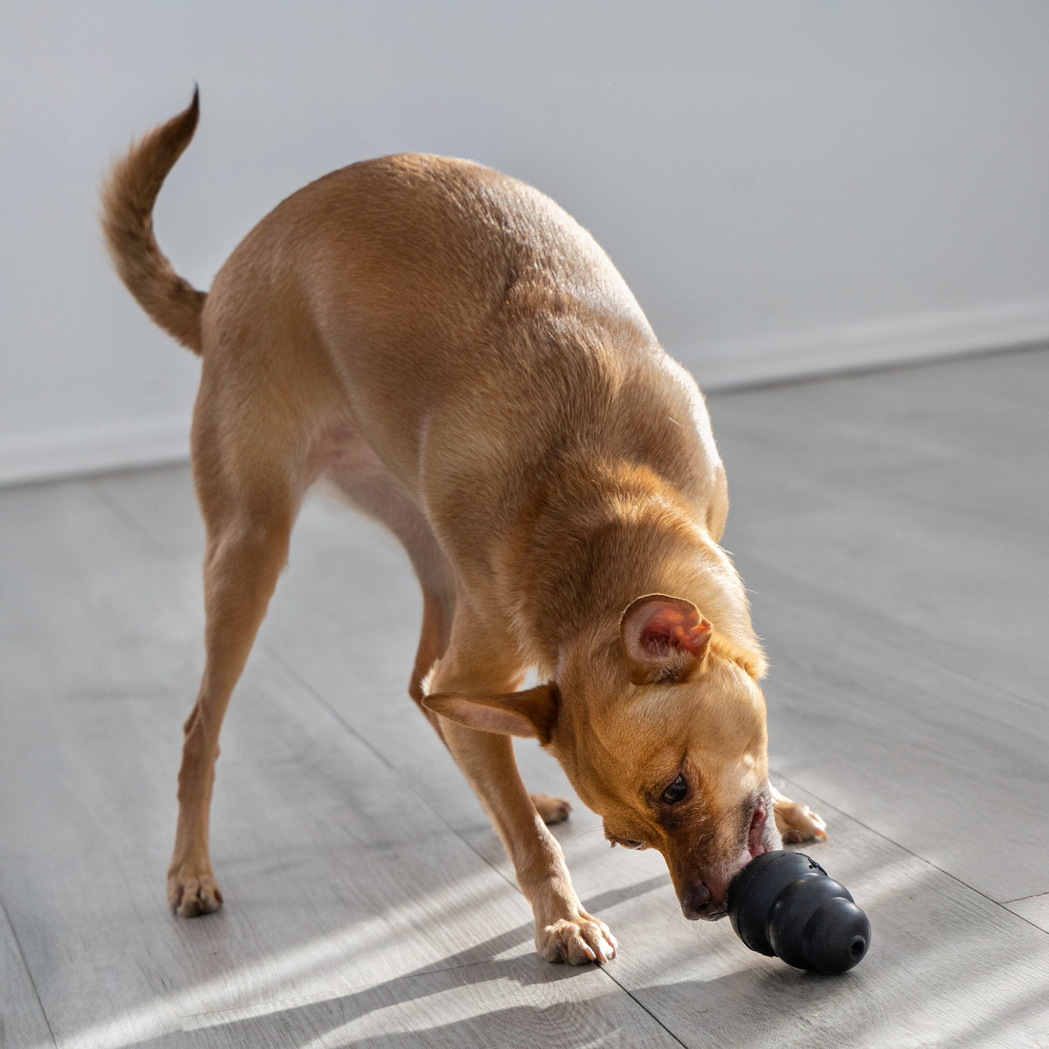 KONG Dog Extreme