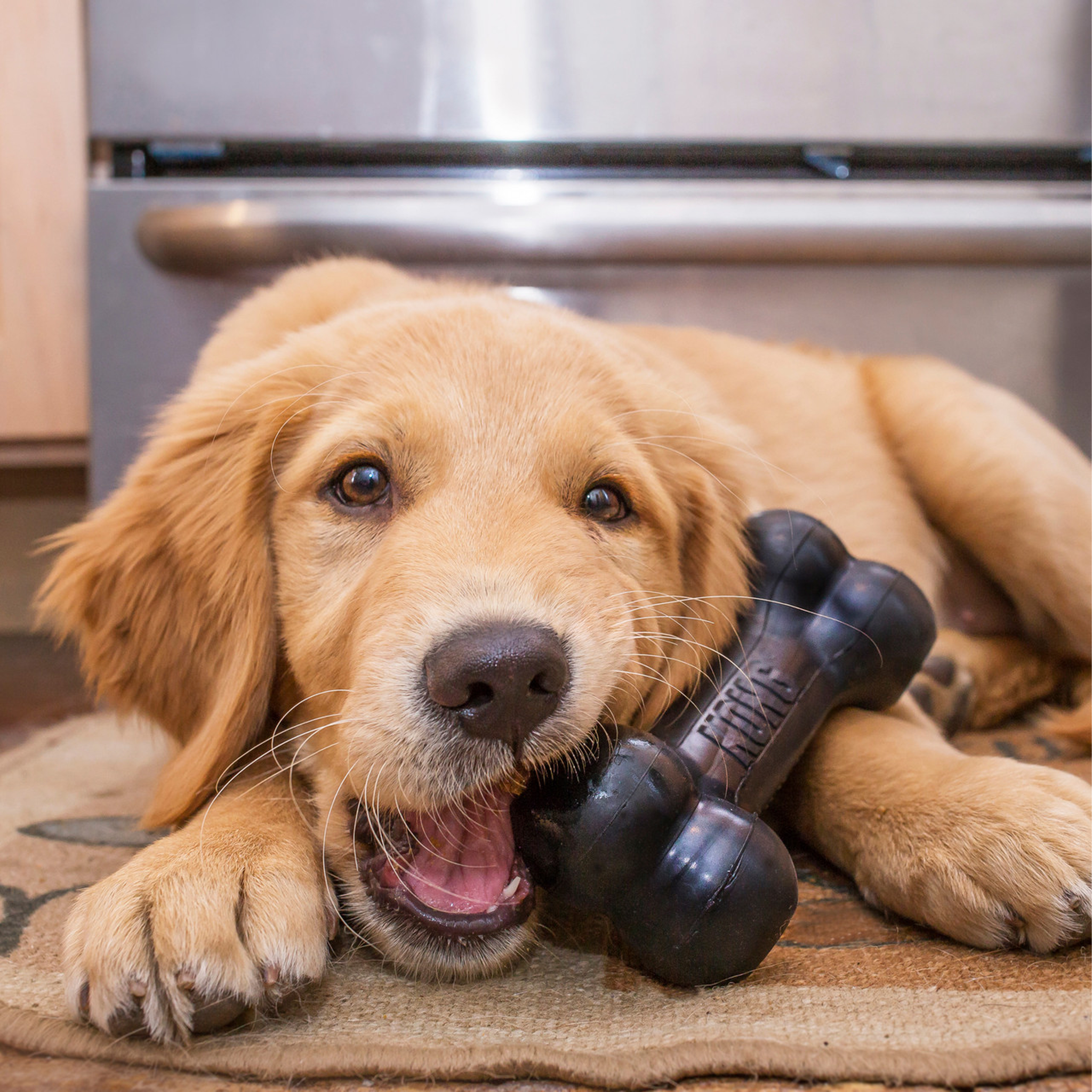 KONG Dog Goodie Bone Extreme