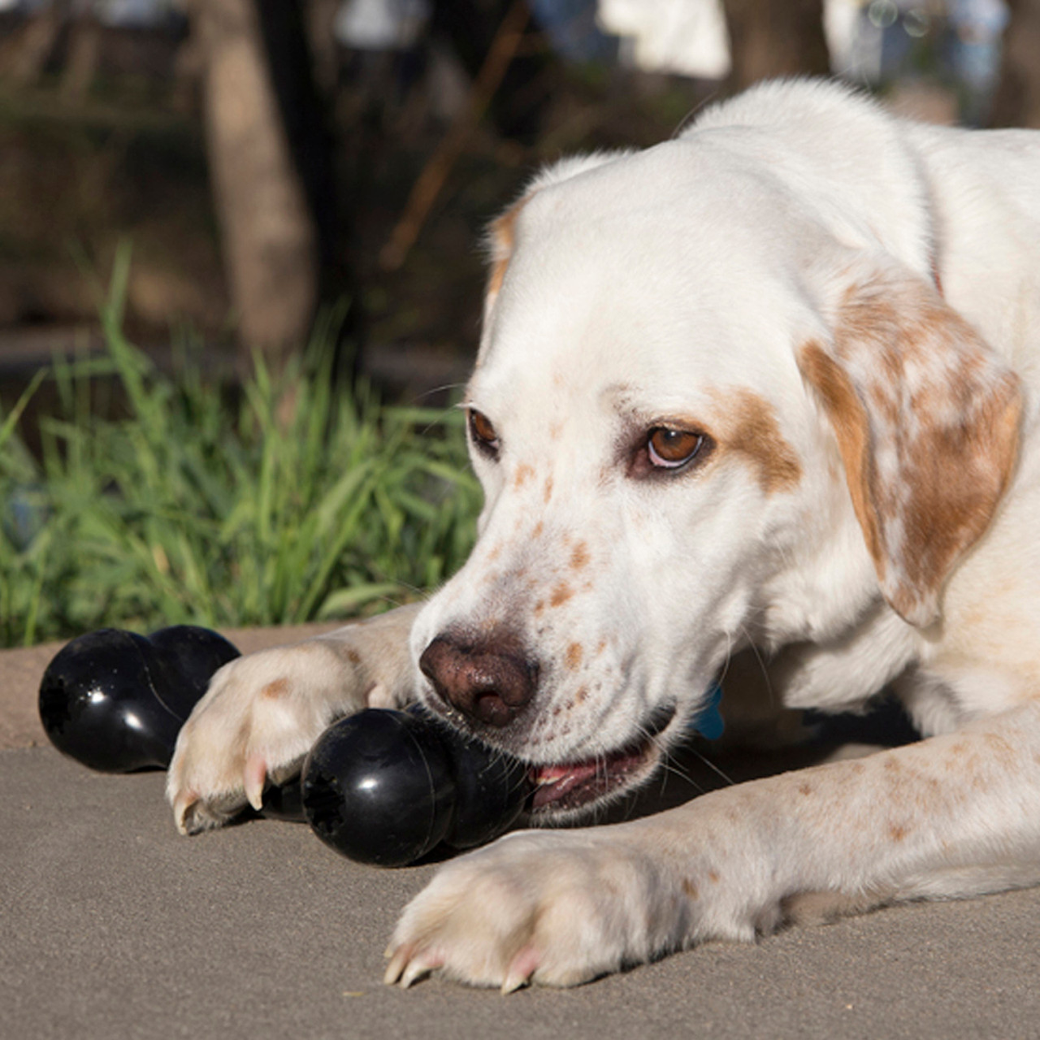 KONG Dog Goodie Bone Extreme