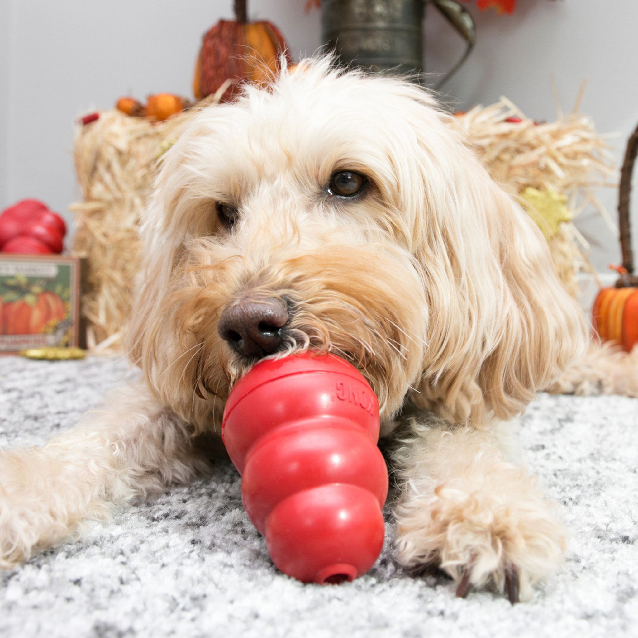 KONG Dog Classic