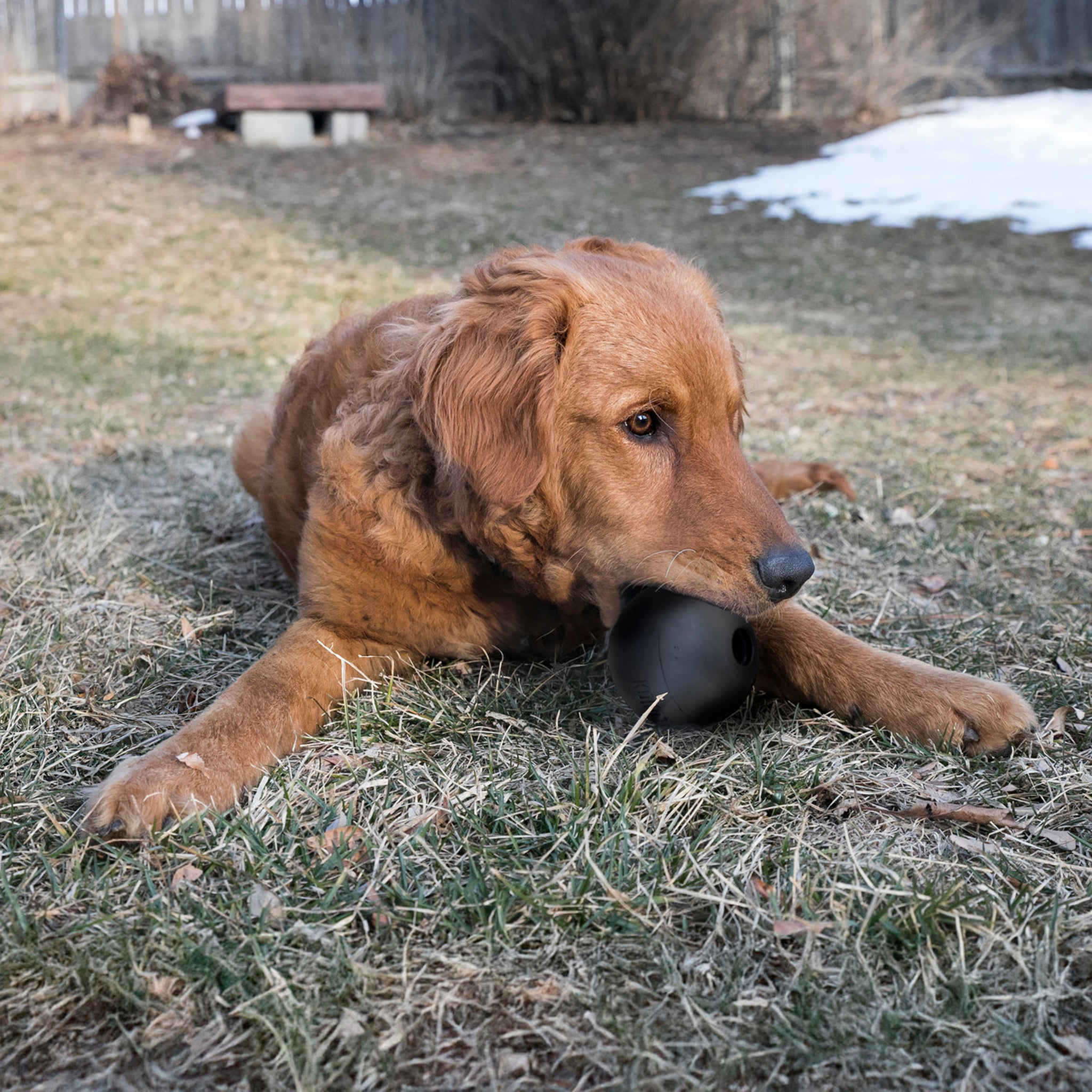 KONG Dog Extreme Ball