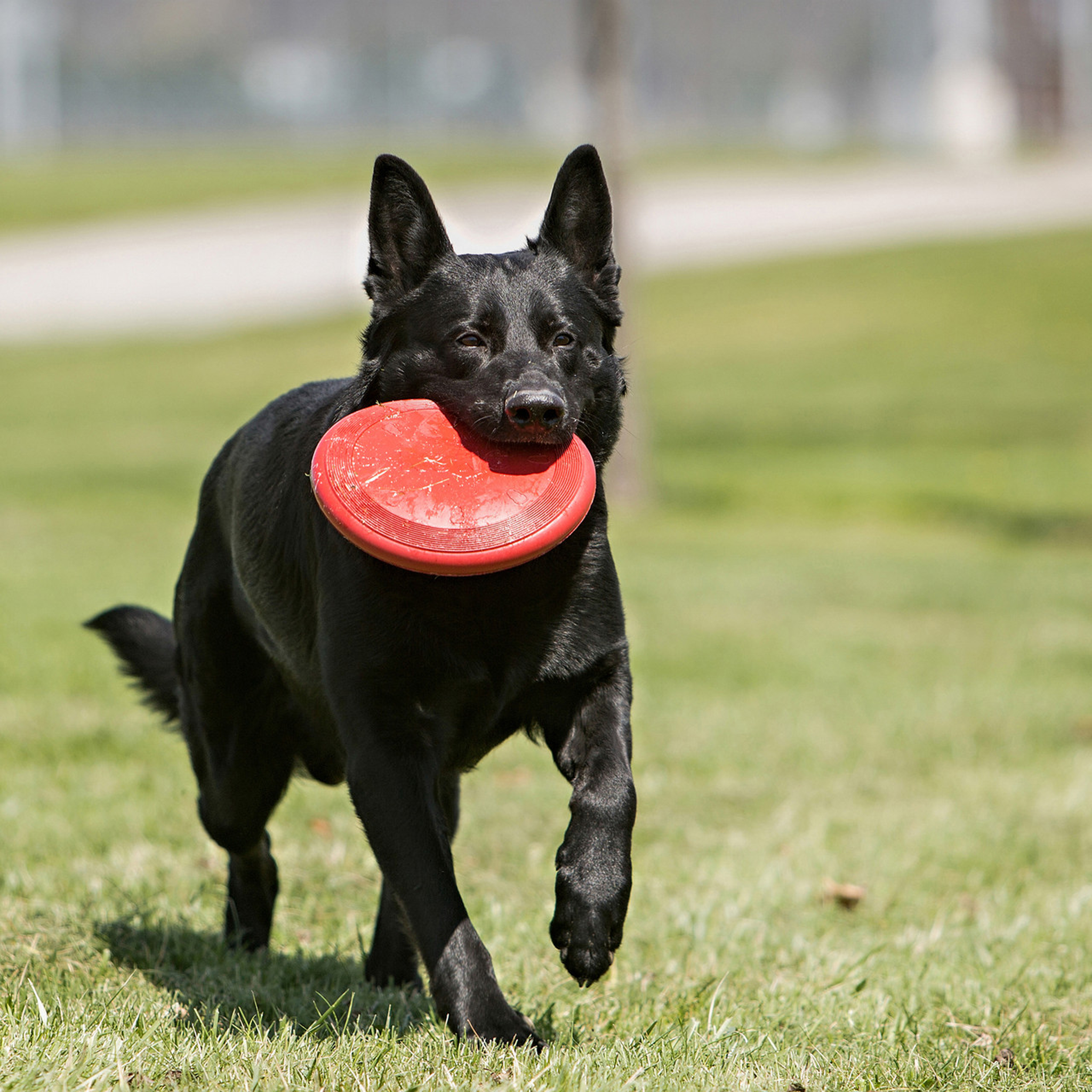 KONG Dog Flyer