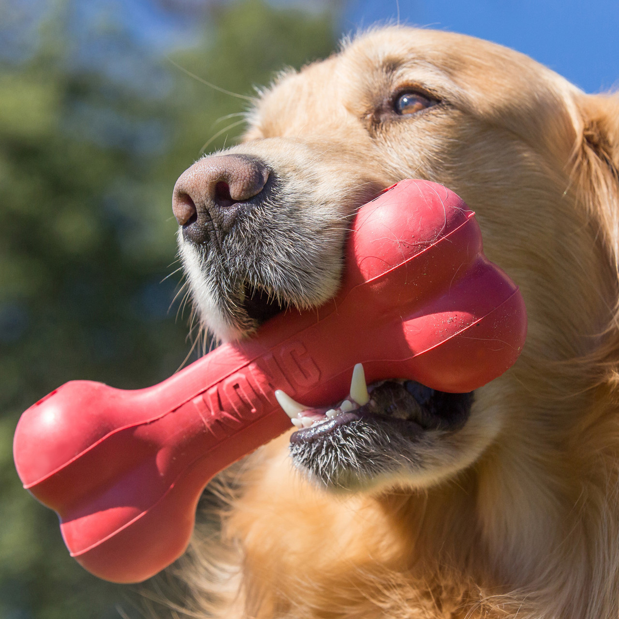 KONG Dog Goodie Bone