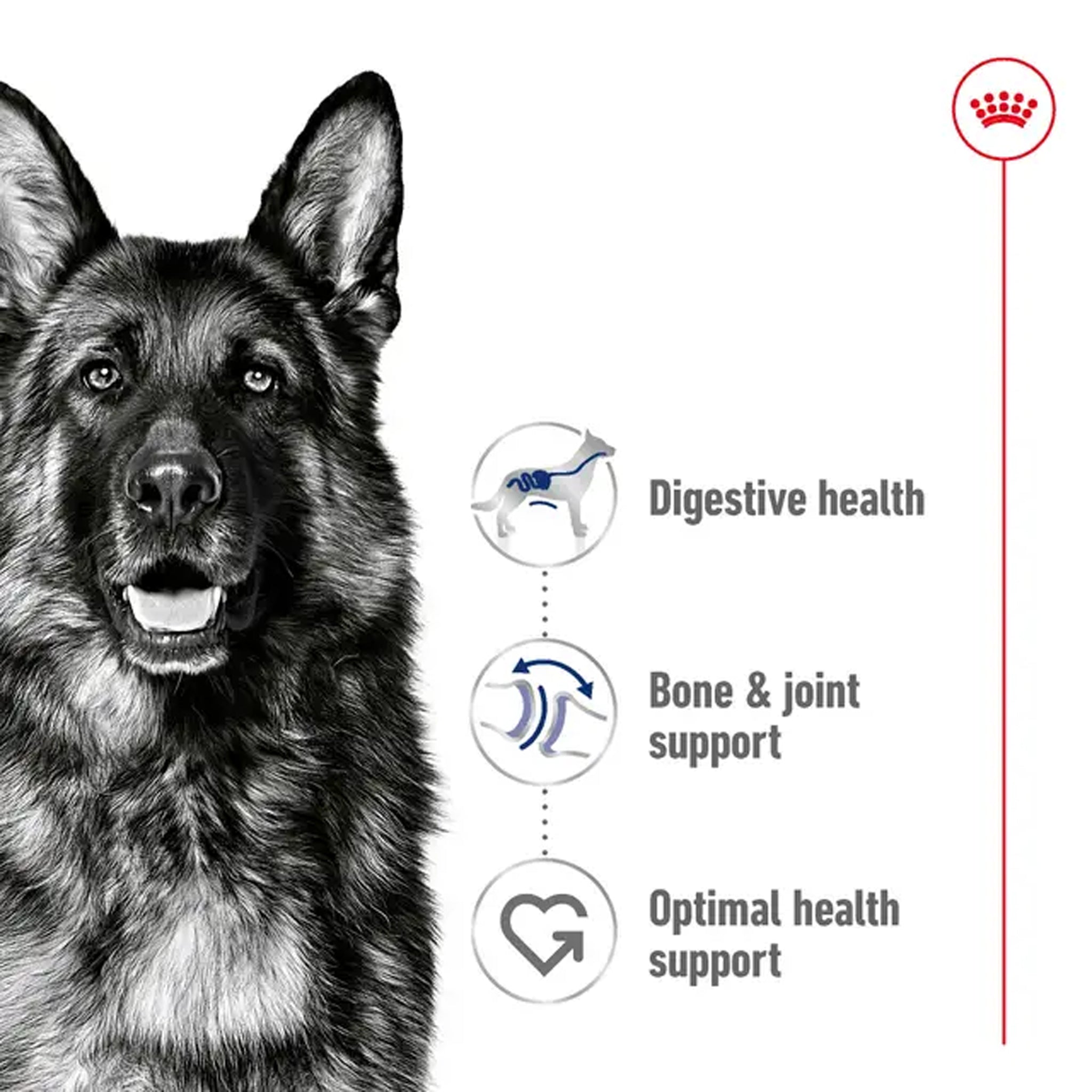 Royal Canin Dog Maxi Adult