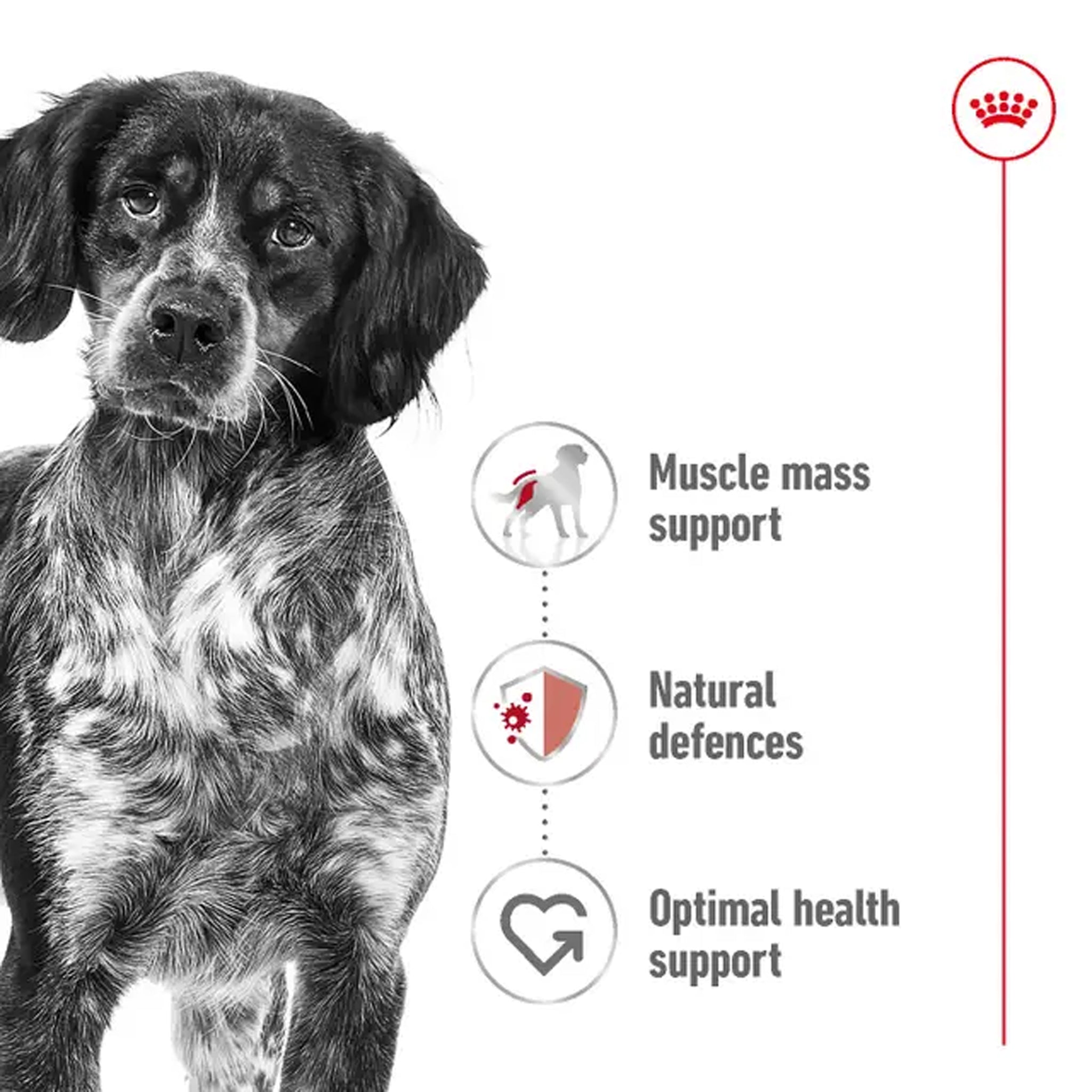Royal Canin Dog Medium Adult