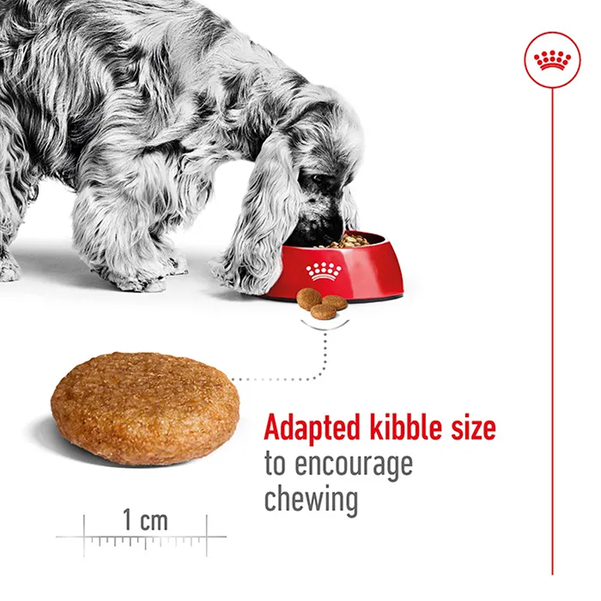 Royal Canin Dog Medium Adult