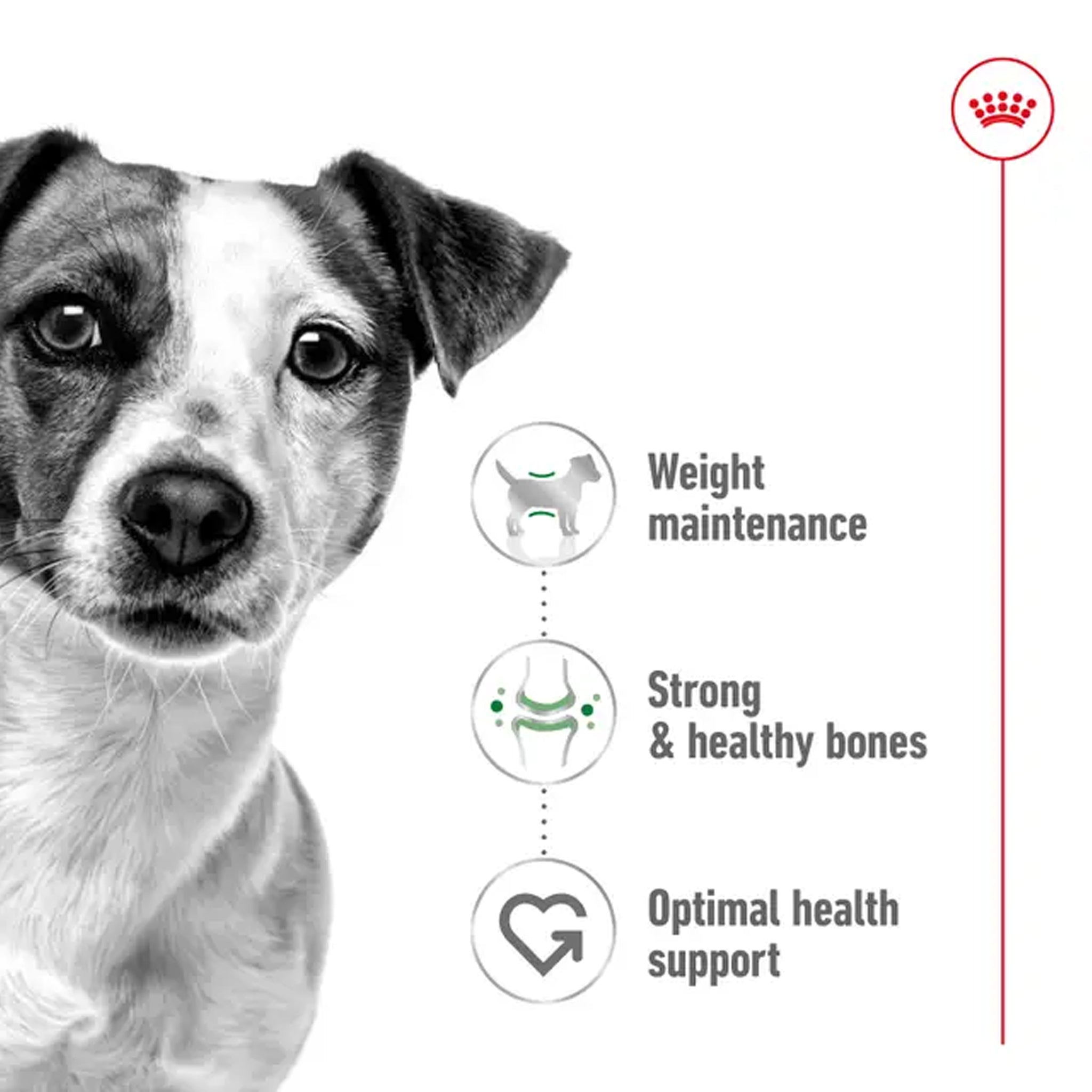 Royal Canin Dog Mini Adult