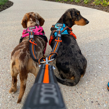 DOOG Dual Walker Leash