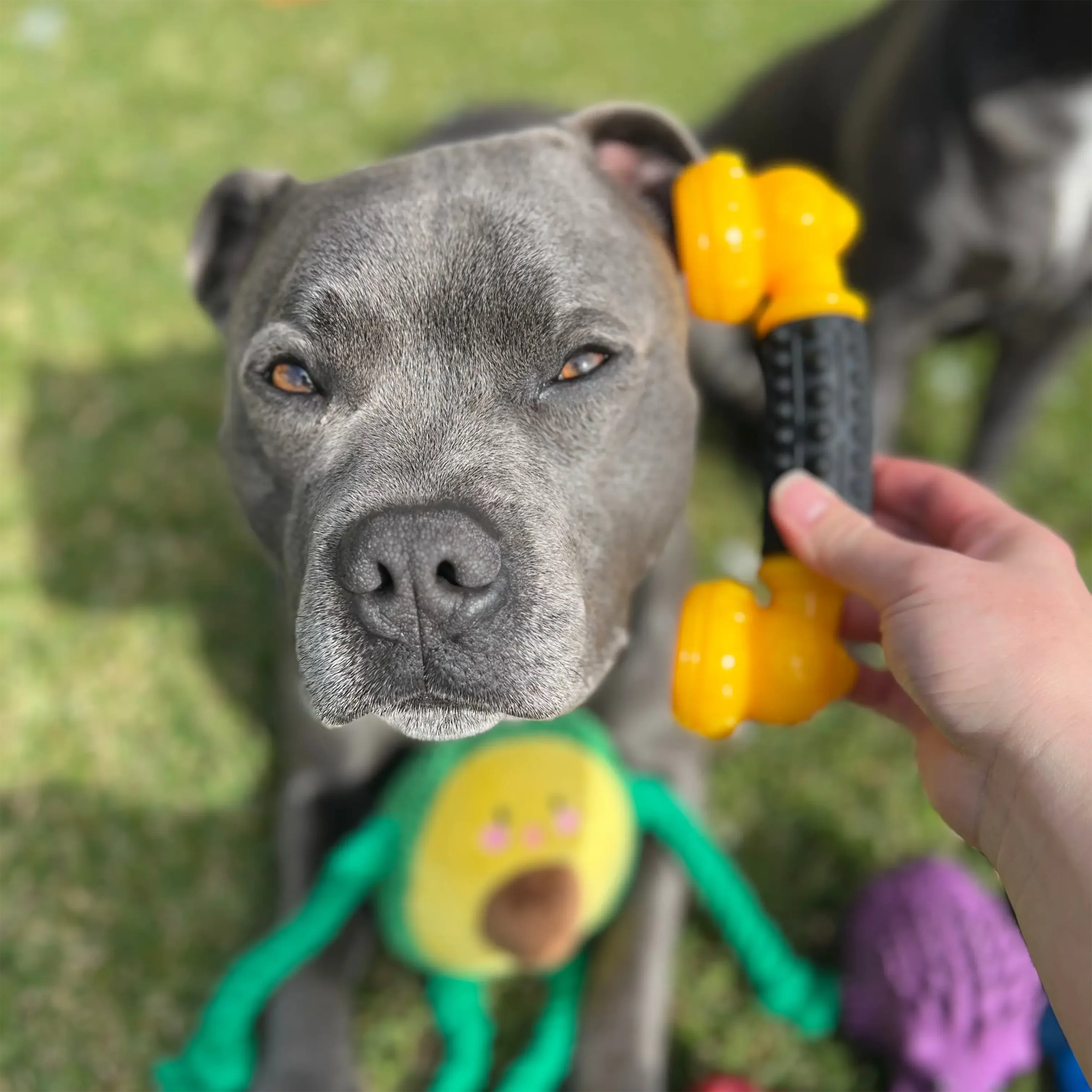Happy Staffy Power Chew Phone