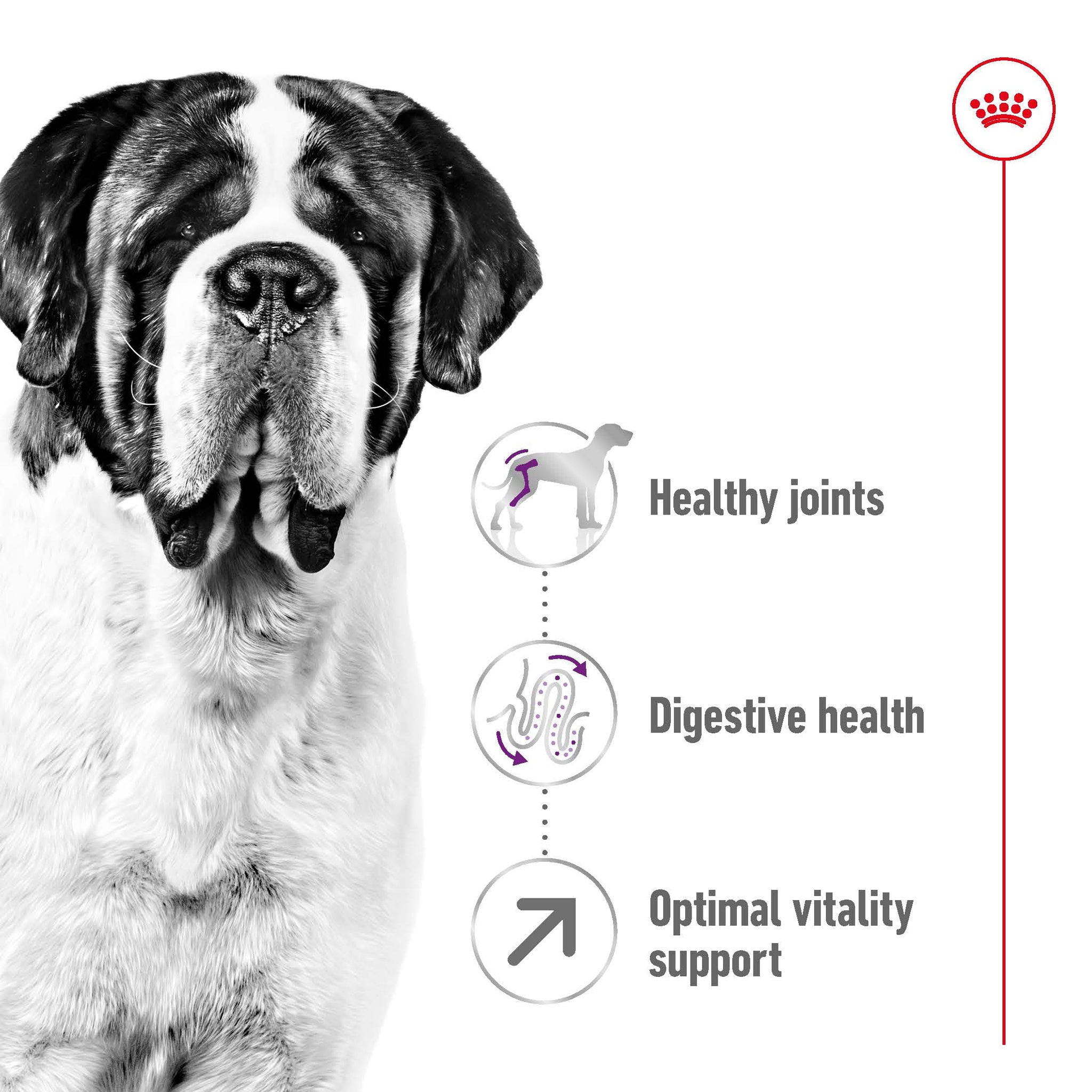 Royal Canin Dog Giant Adult
