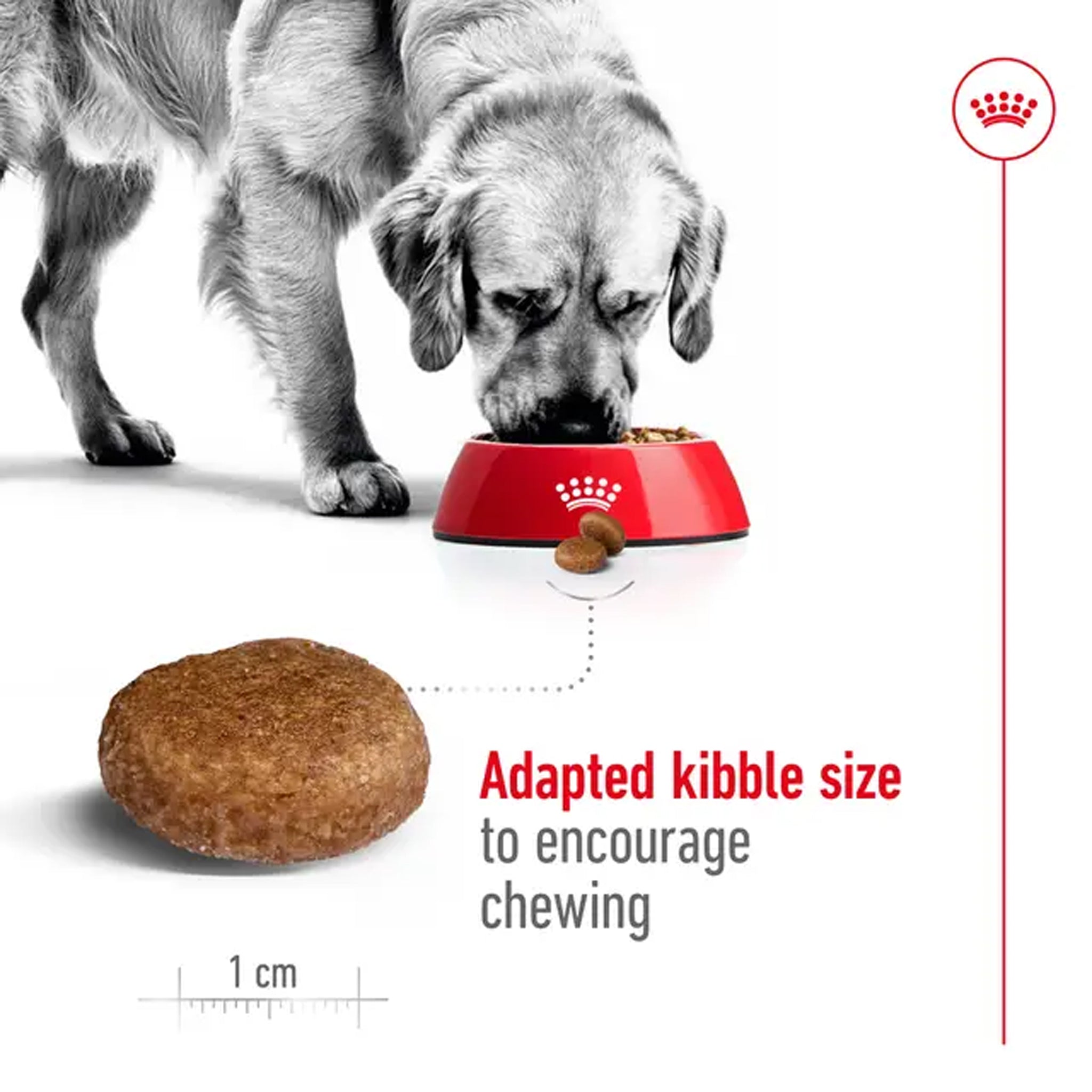 Royal Canin Dog Maxi Adult 5+