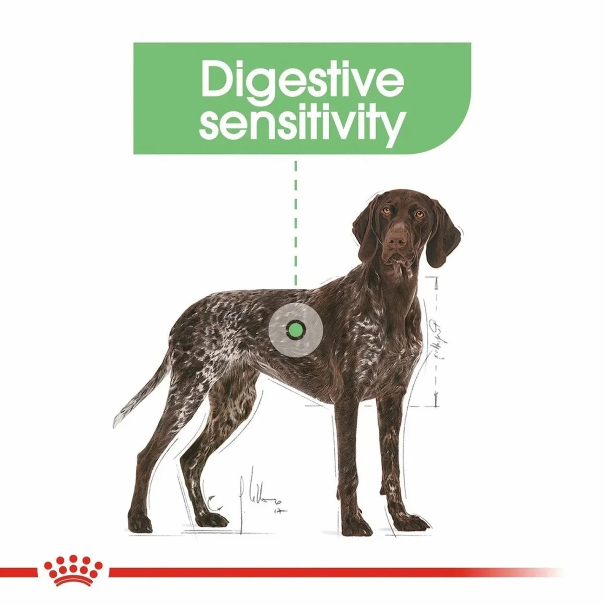 Royal Canin Dog Maxi Digestive Care