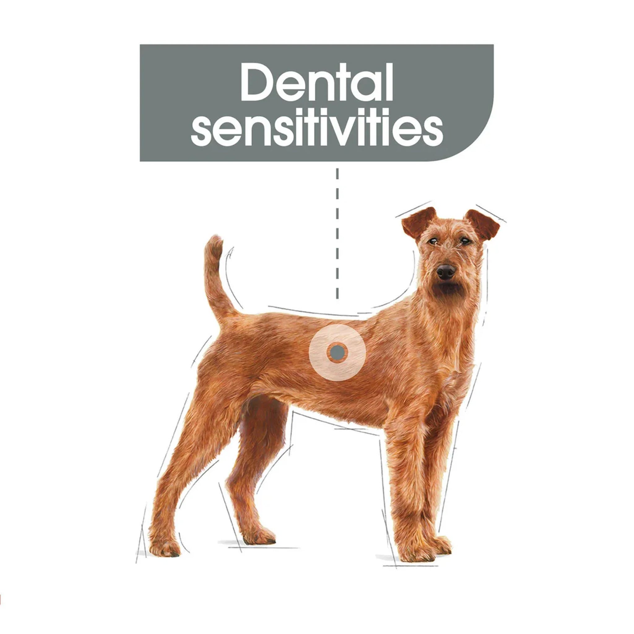 Royal Canin Dog Medium Dental Care
