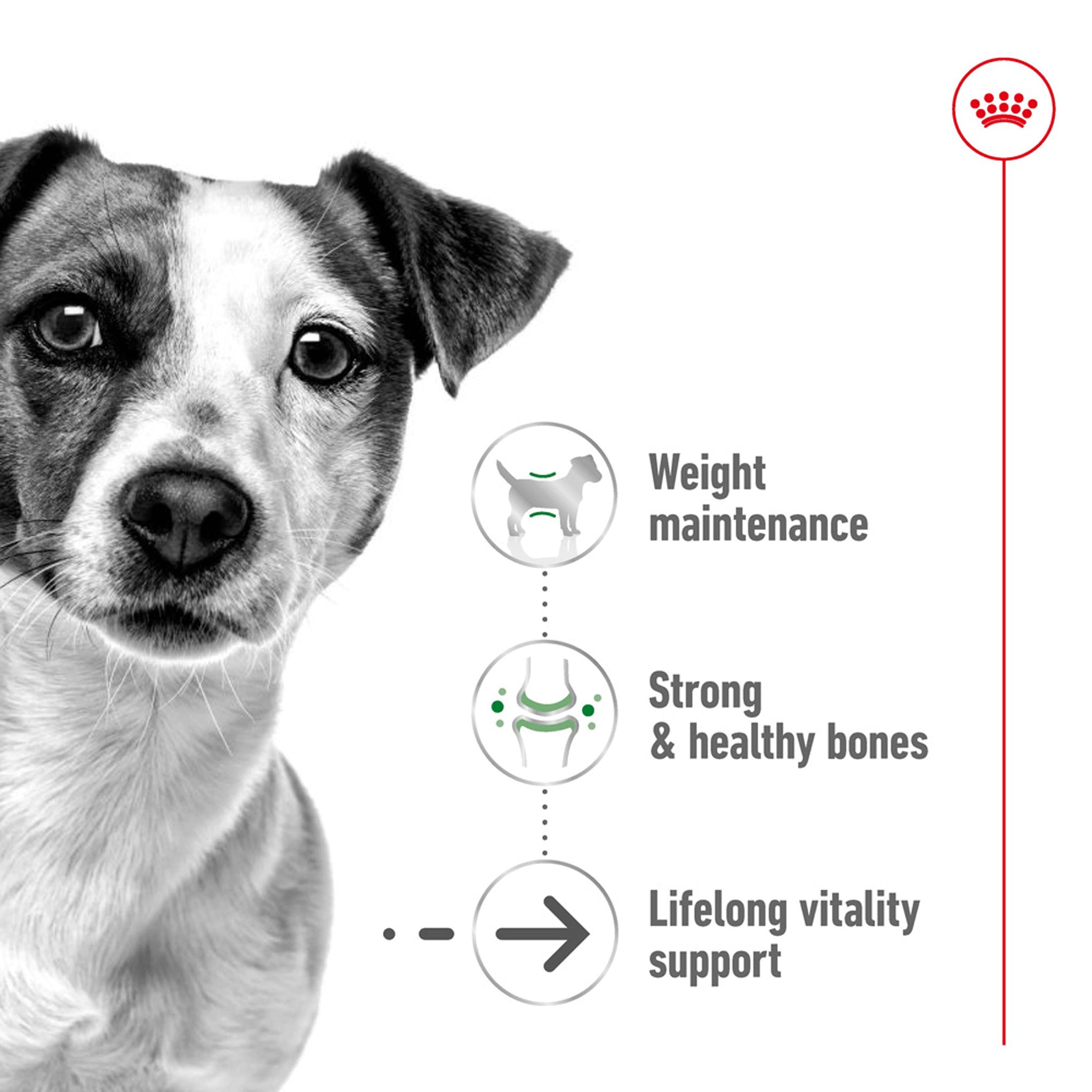 Royal Canin Mini Ageing Wet Dog Food Can