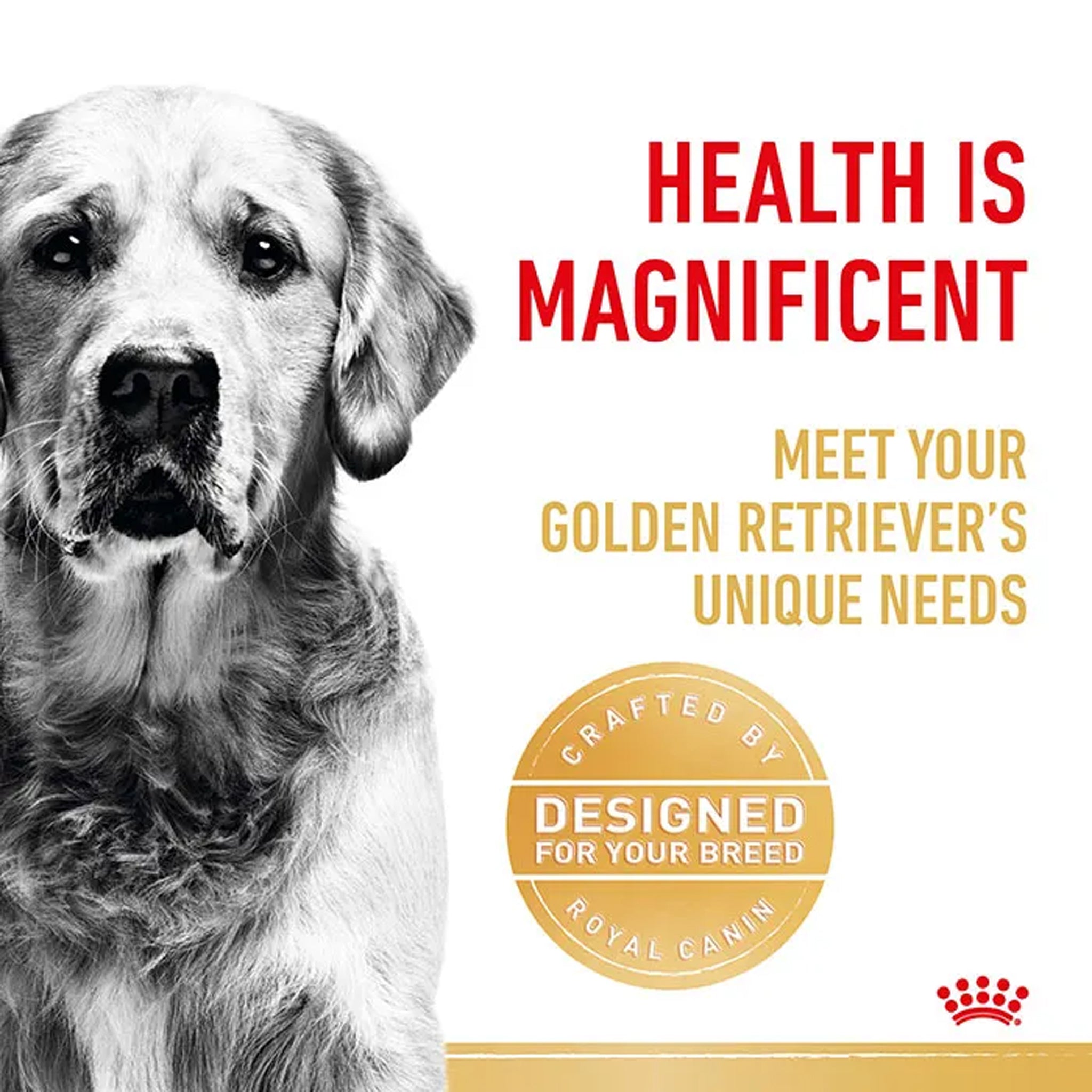 Royal Canin Dog Golden Retiever