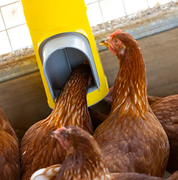 Bainbridge Chook Feeding Tower