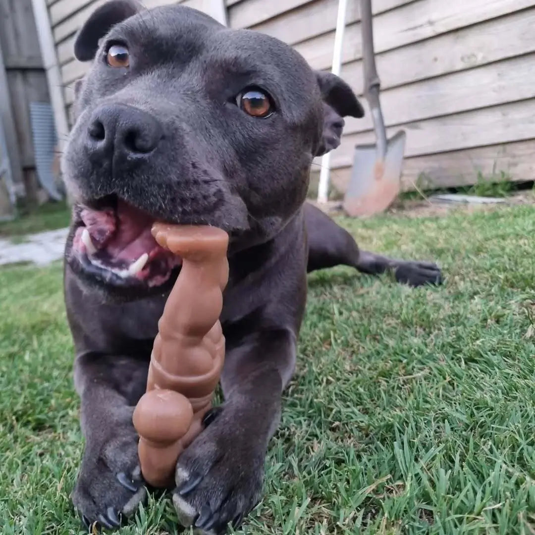 Happy Staffy Balboa