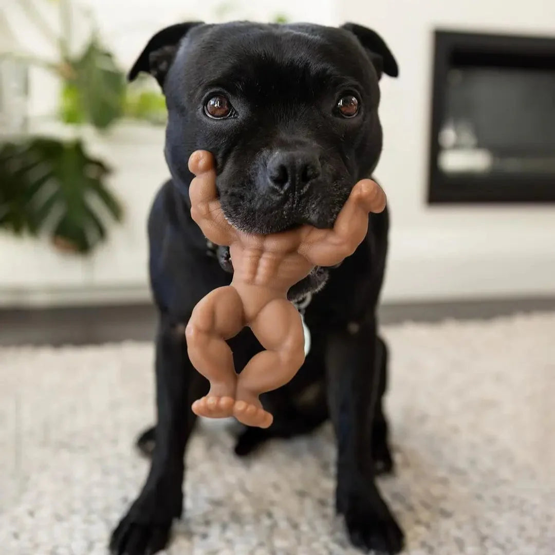 Happy Staffy Staffy Schwarzenegger