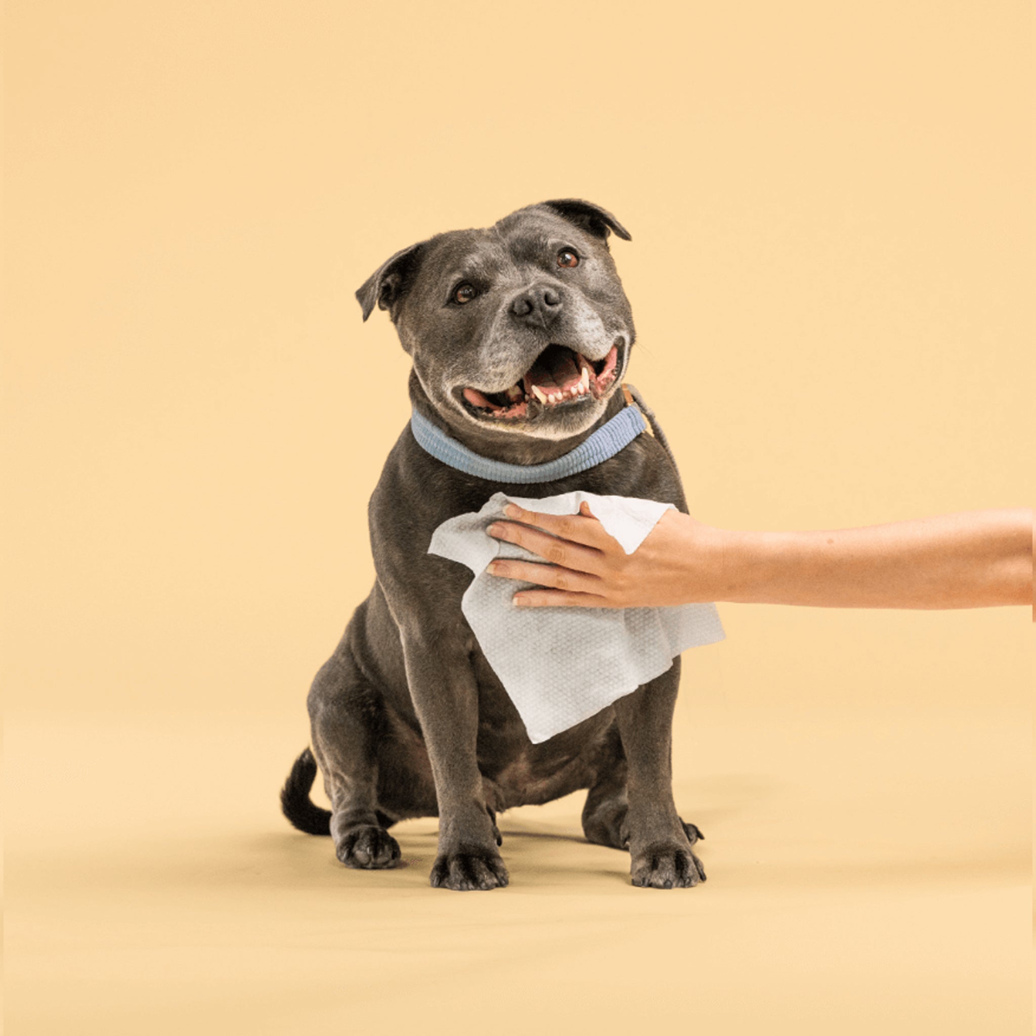 Squeaky Probiotic Pet Wipes – Fresh & Zesty or Fragrance Free (20 & 60 Wipes)