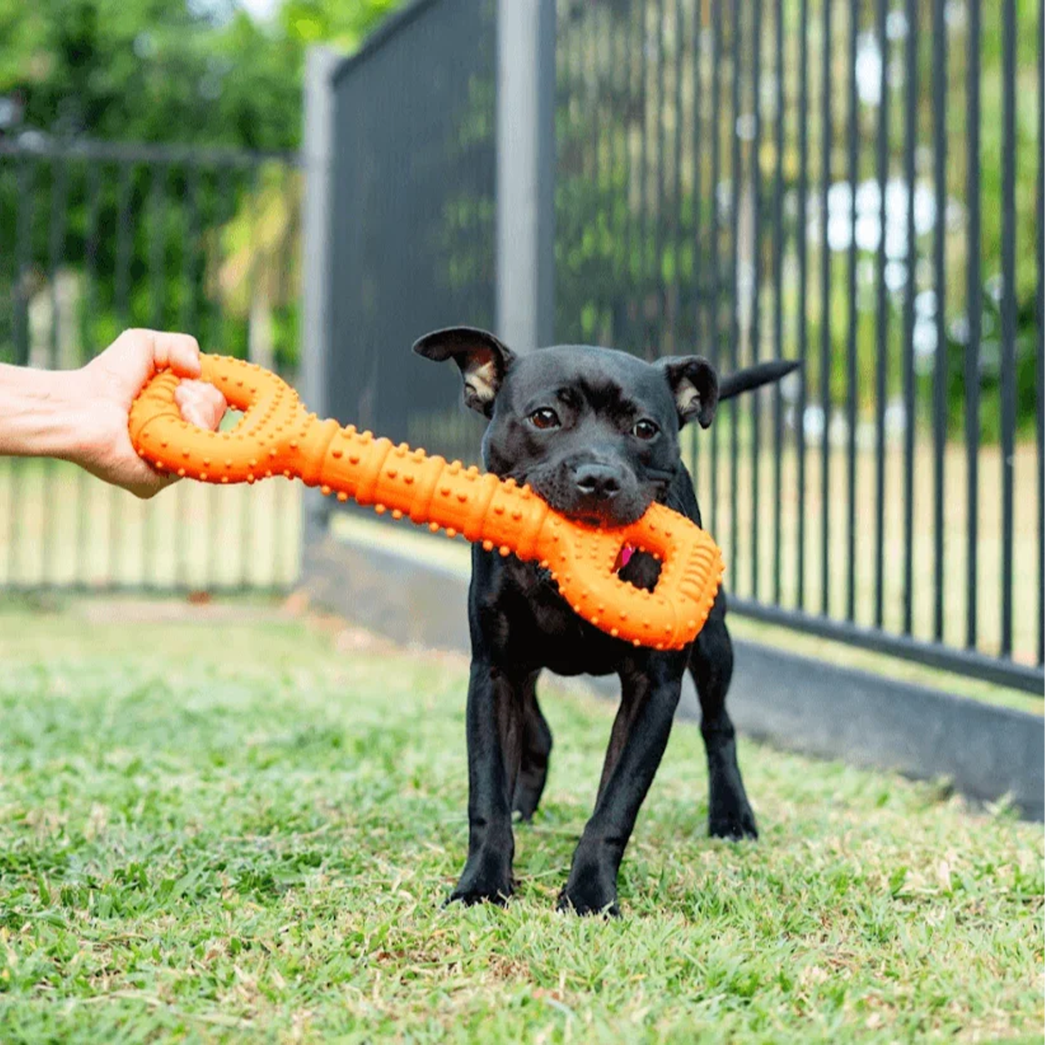 Happy Staffy Tommy Tug Handle Chew Toy