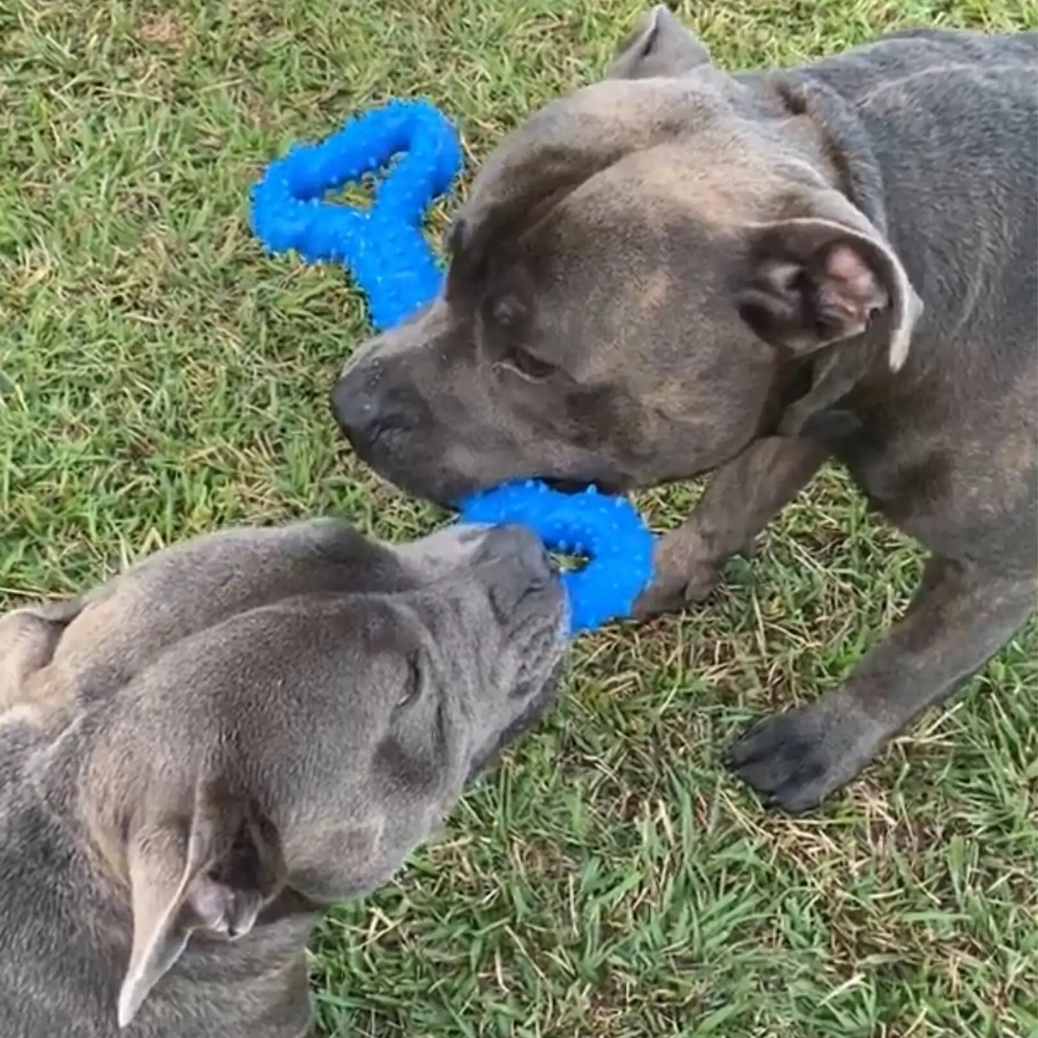 Happy Staffy Tommy Tug Handle Chew Toy