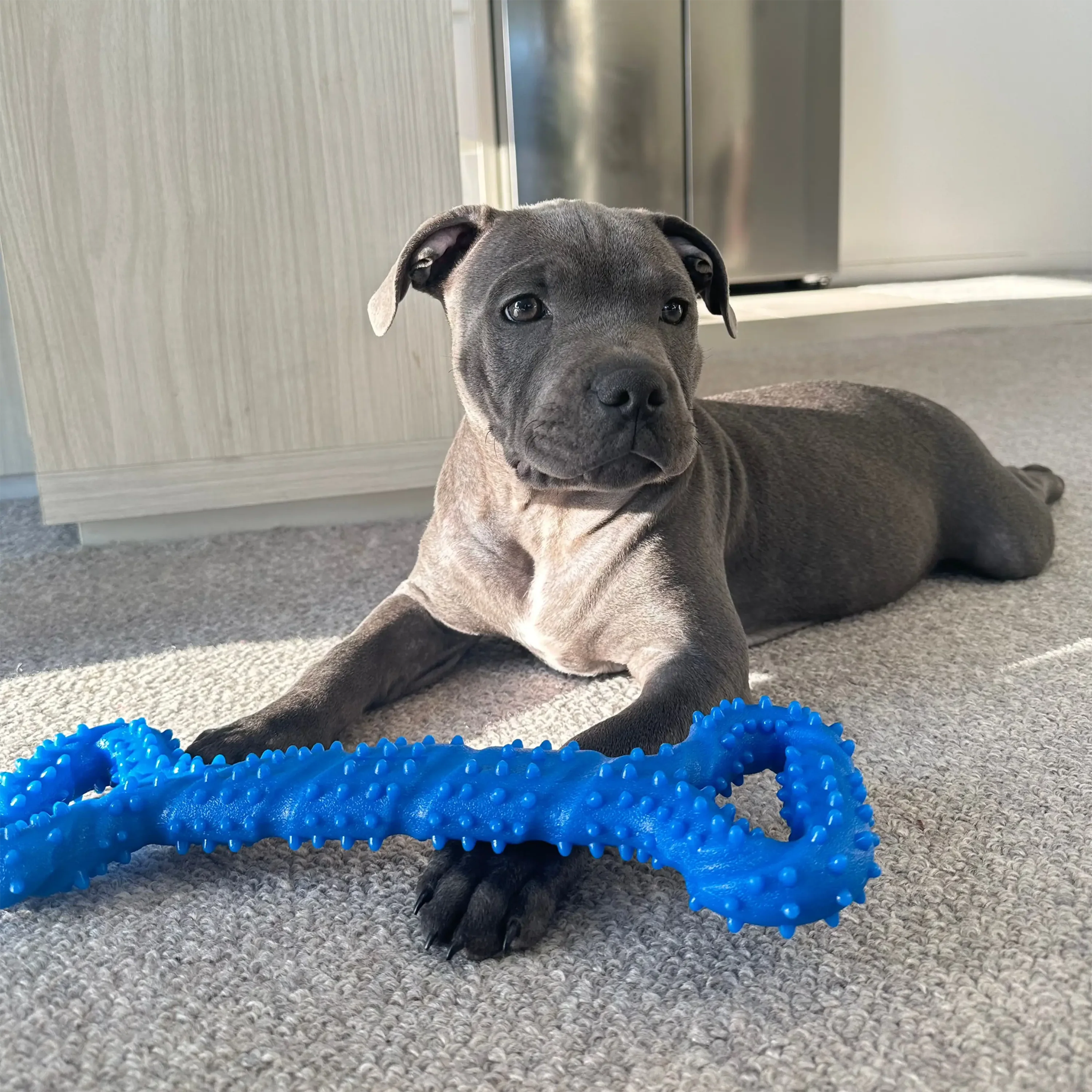 Happy Staffy Tommy Tug Handle Chew Toy