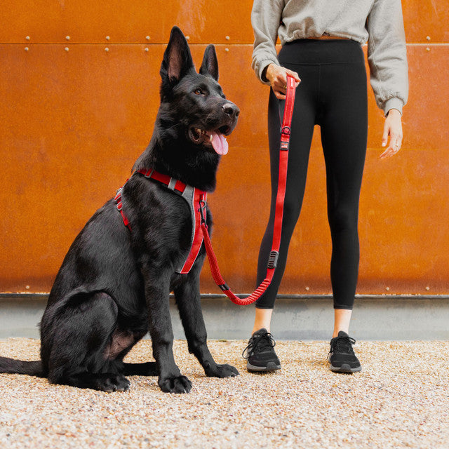 EzyDog X-Link Harness