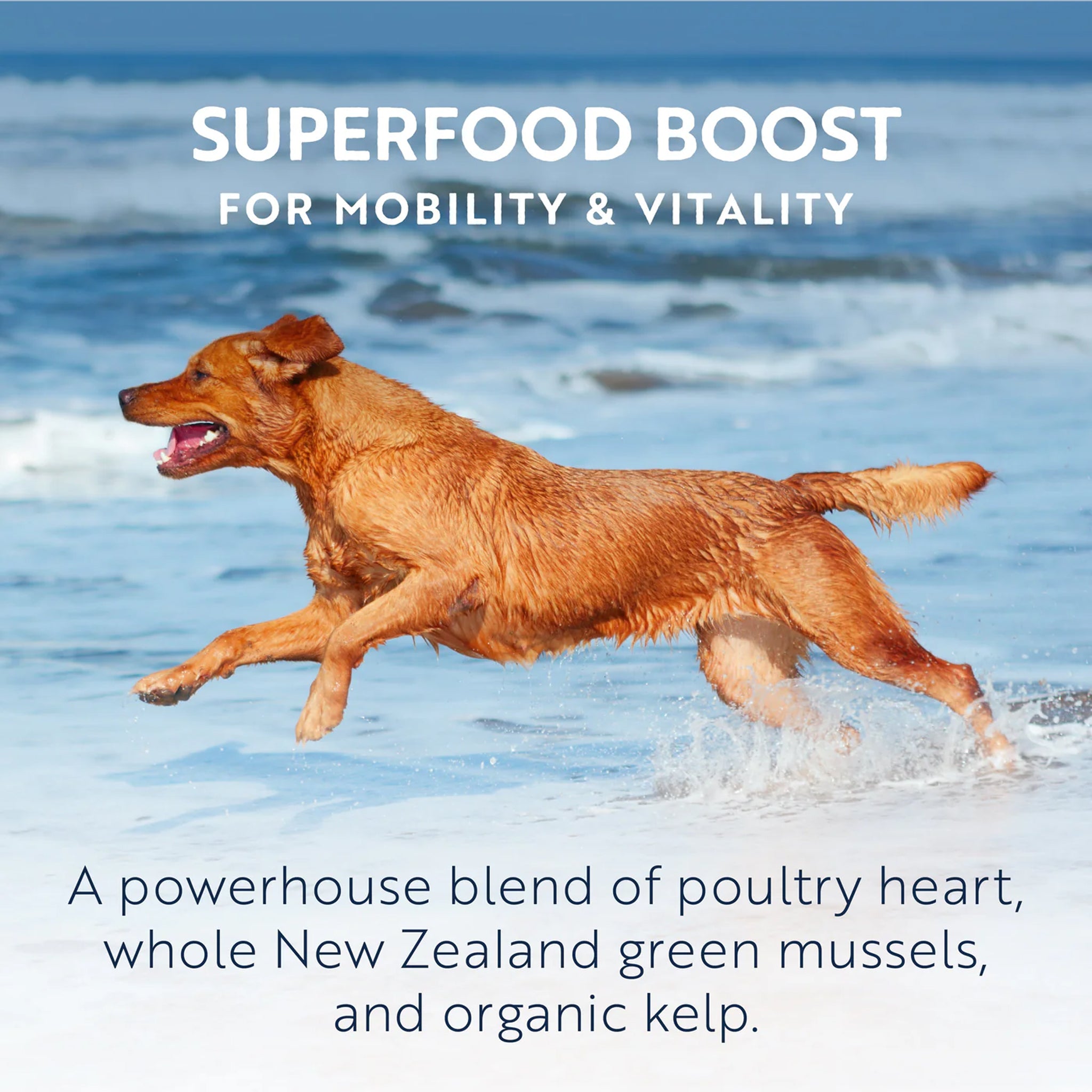 Ziwi Peak Adult Wet Dog Food Cans Chicken